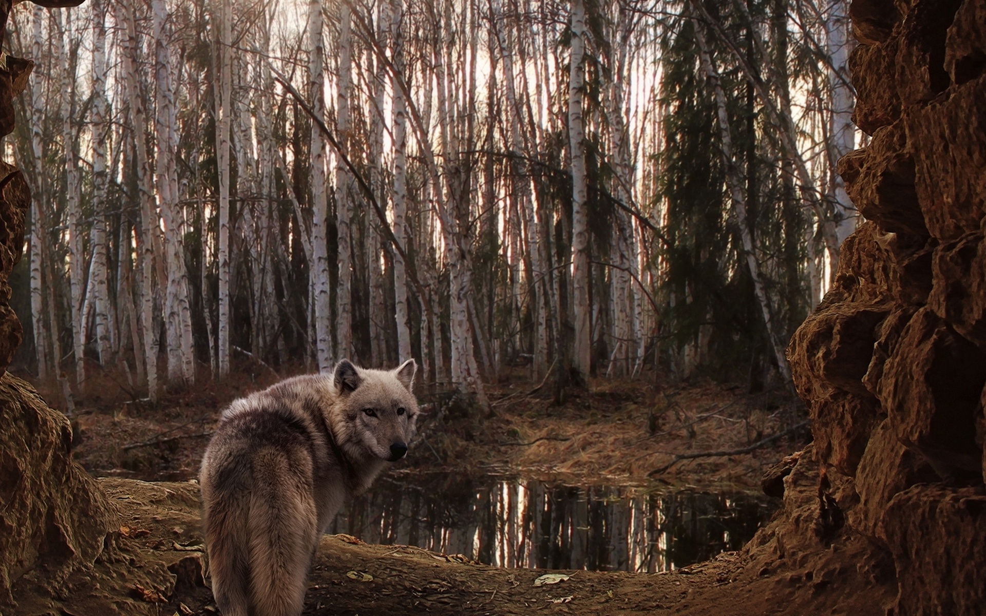 354857 Bild herunterladen tiere, wolf, birken, wald, wolves - Hintergrundbilder und Bildschirmschoner kostenlos