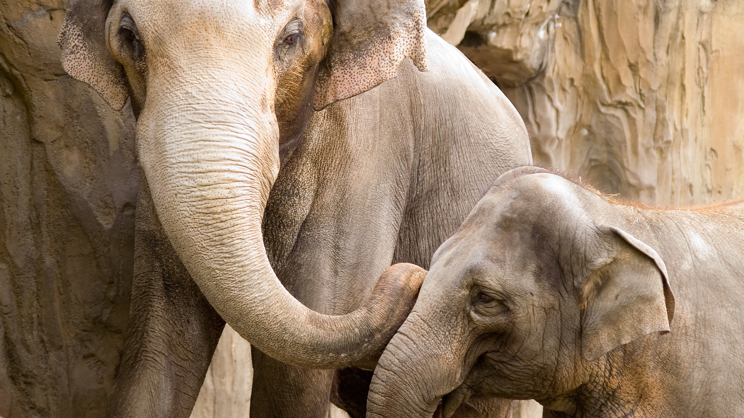 Скачать обои бесплатно Животные, Азиатский Слон картинка на рабочий стол ПК