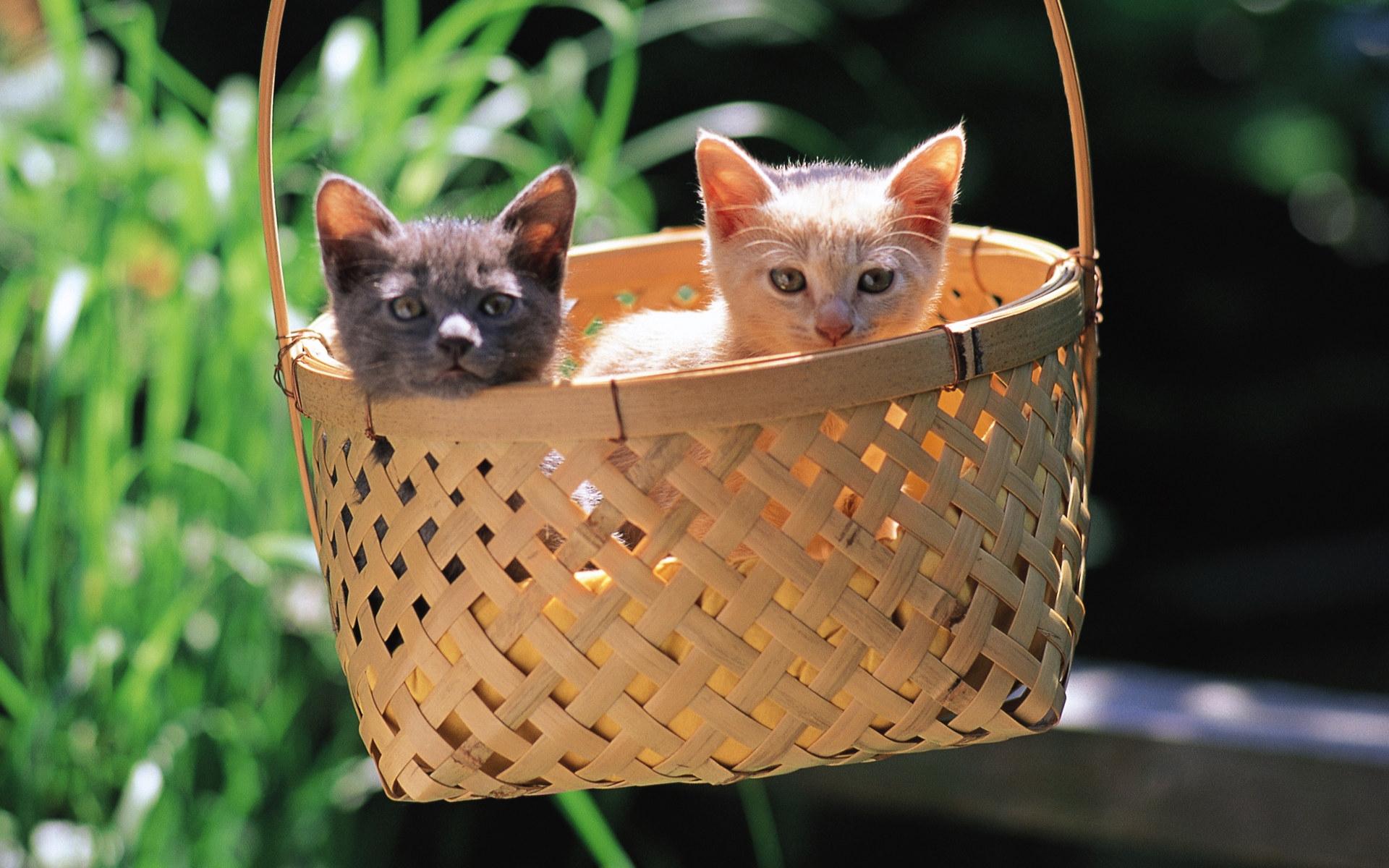 Laden Sie das Tiere, Katzen, Katze, Korb-Bild kostenlos auf Ihren PC-Desktop herunter