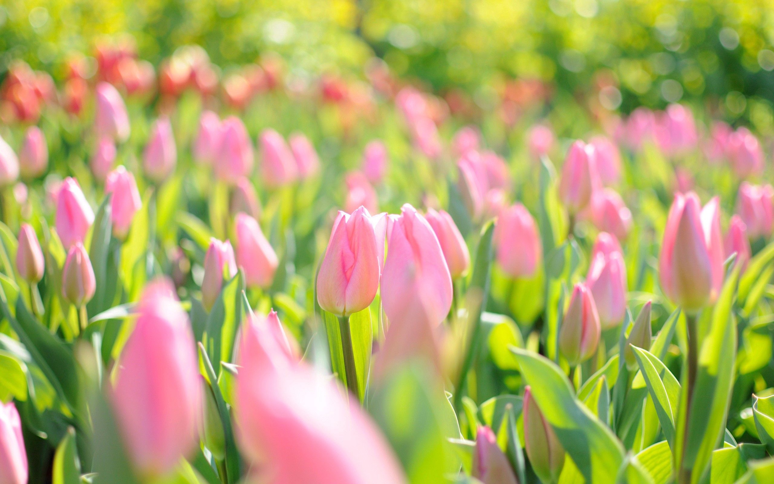128955 télécharger l'image rose, tulipes, nature, fleurs, domaine, champ - fonds d'écran et économiseurs d'écran gratuits