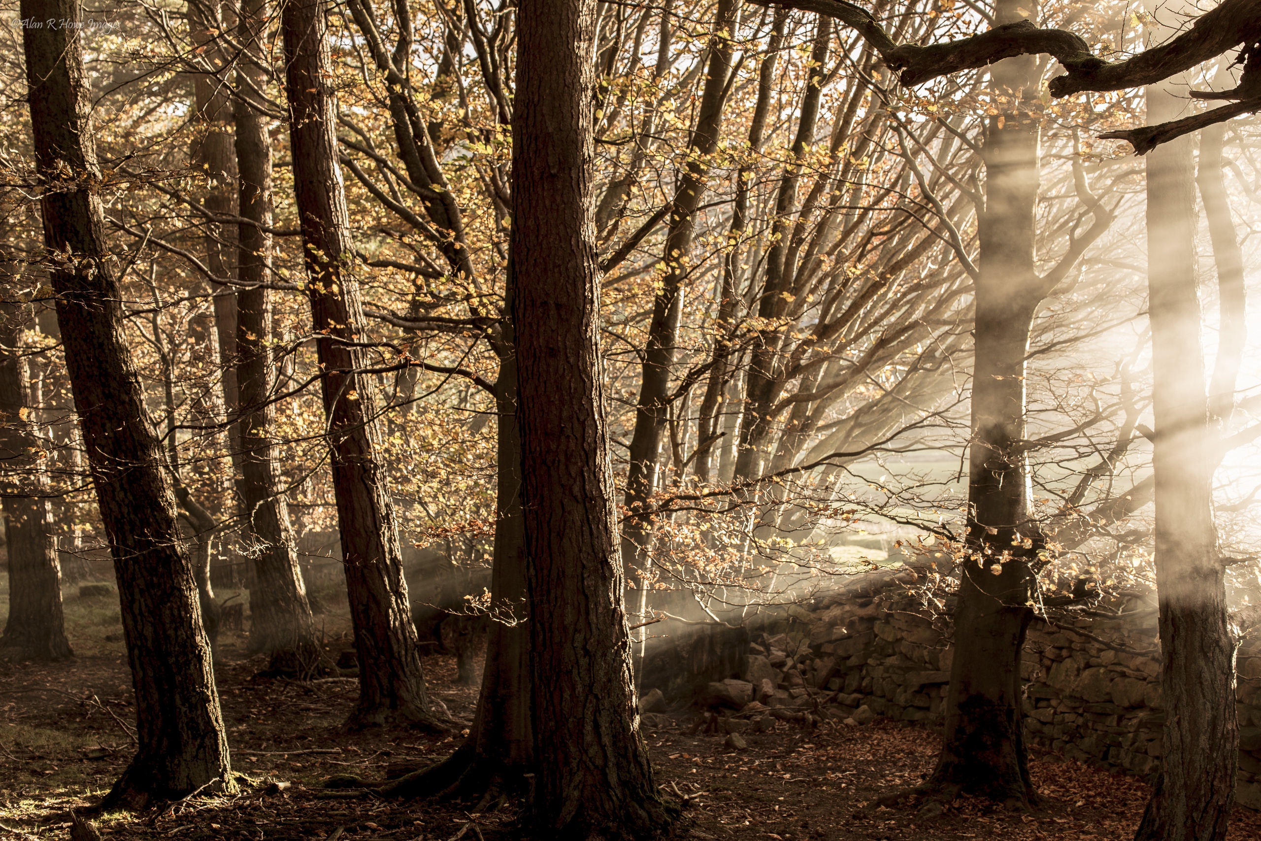 Handy-Wallpaper Natur, Wald, Baum, Sonnenstrahl, Erde/natur kostenlos herunterladen.