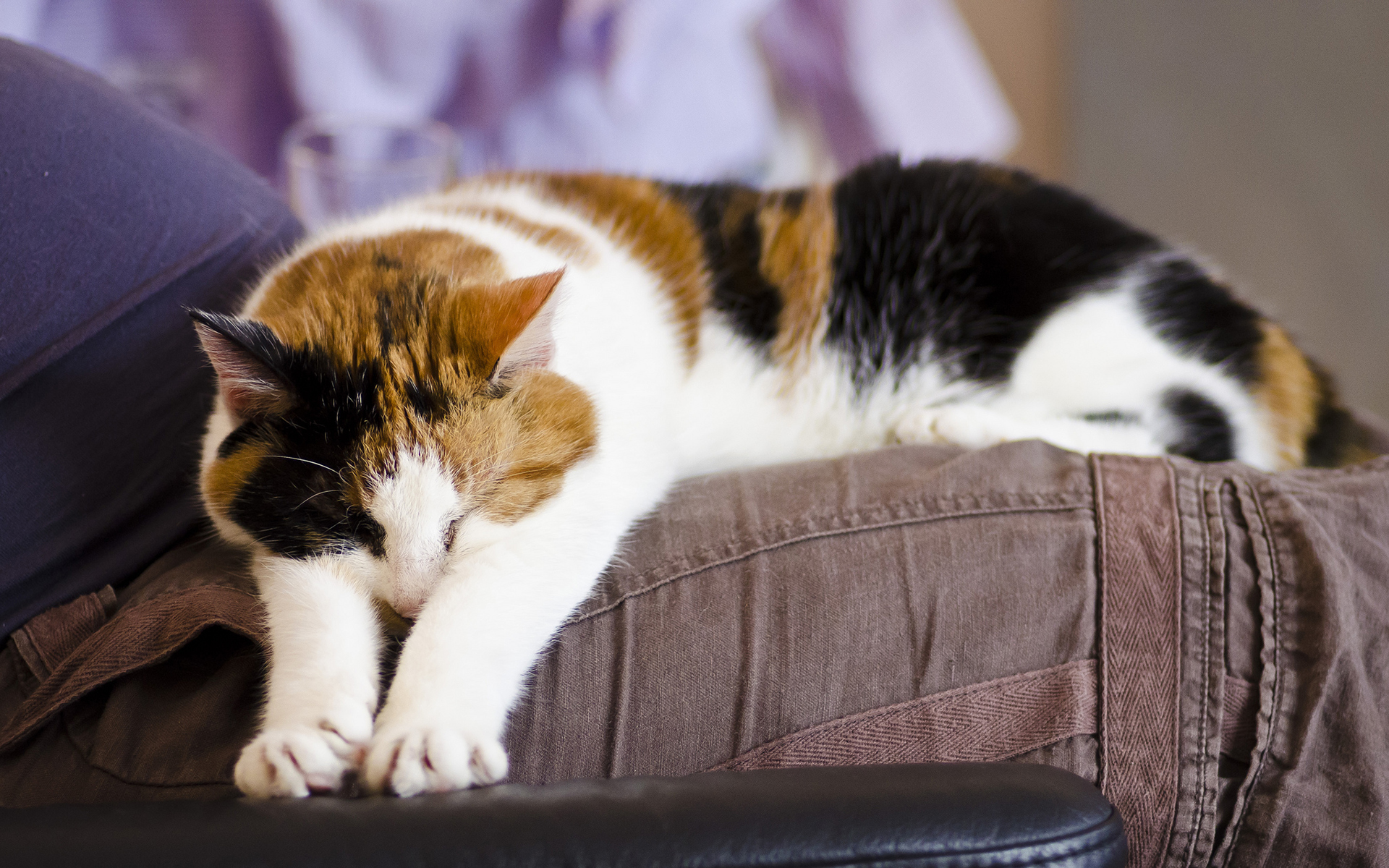 Baixe gratuitamente a imagem Animais, Gatos, Gato na área de trabalho do seu PC