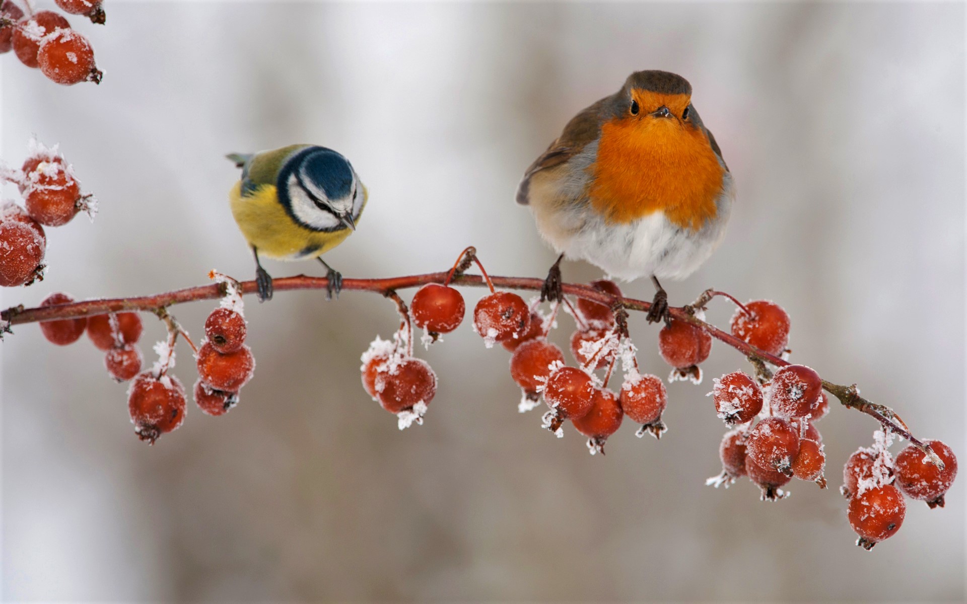 424126 Hintergrundbild herunterladen tiere, vogel, frucht, blaumeise, ast, rotkehlchen, winter, vögel - Bildschirmschoner und Bilder kostenlos