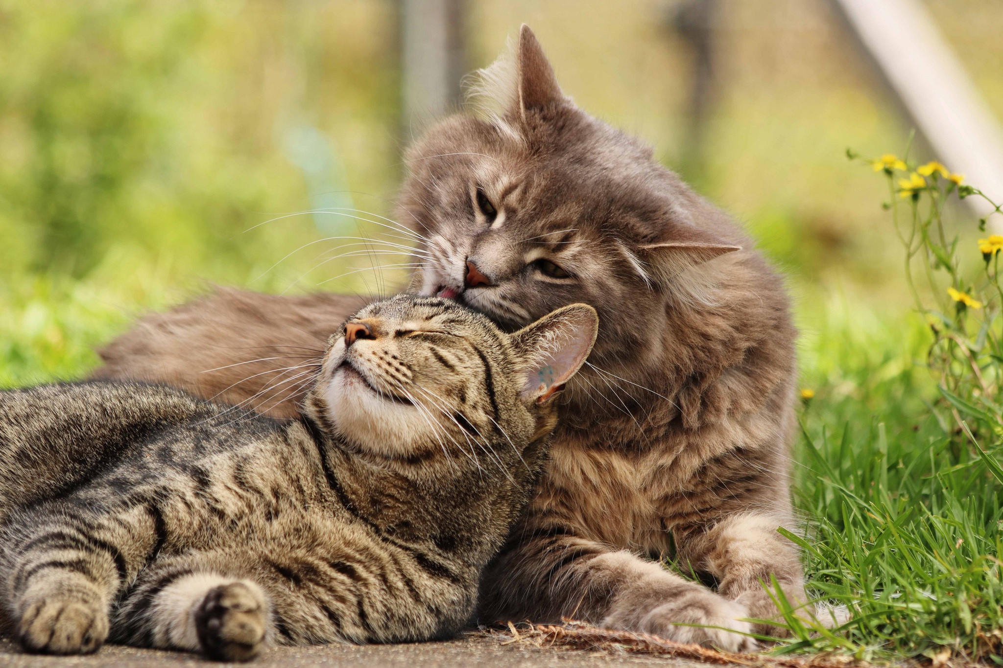 Handy-Wallpaper Tiere, Katzen, Katze kostenlos herunterladen.