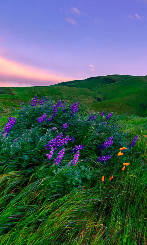 Download mobile wallpaper Grass, Flower, Earth, Meadow, Purple Flower for free.