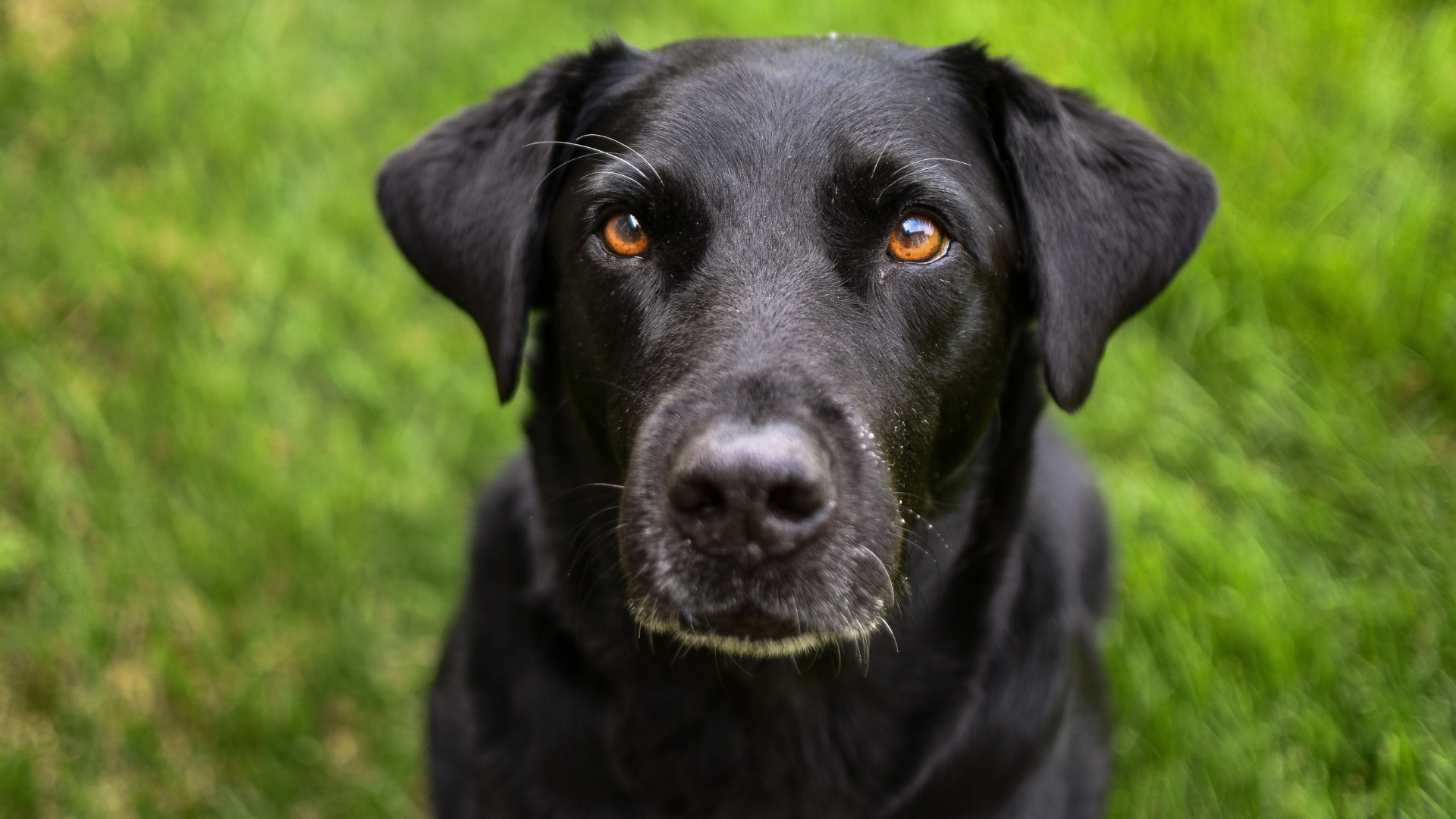 Baixar papel de parede para celular de Animais, Cães, Cão gratuito.