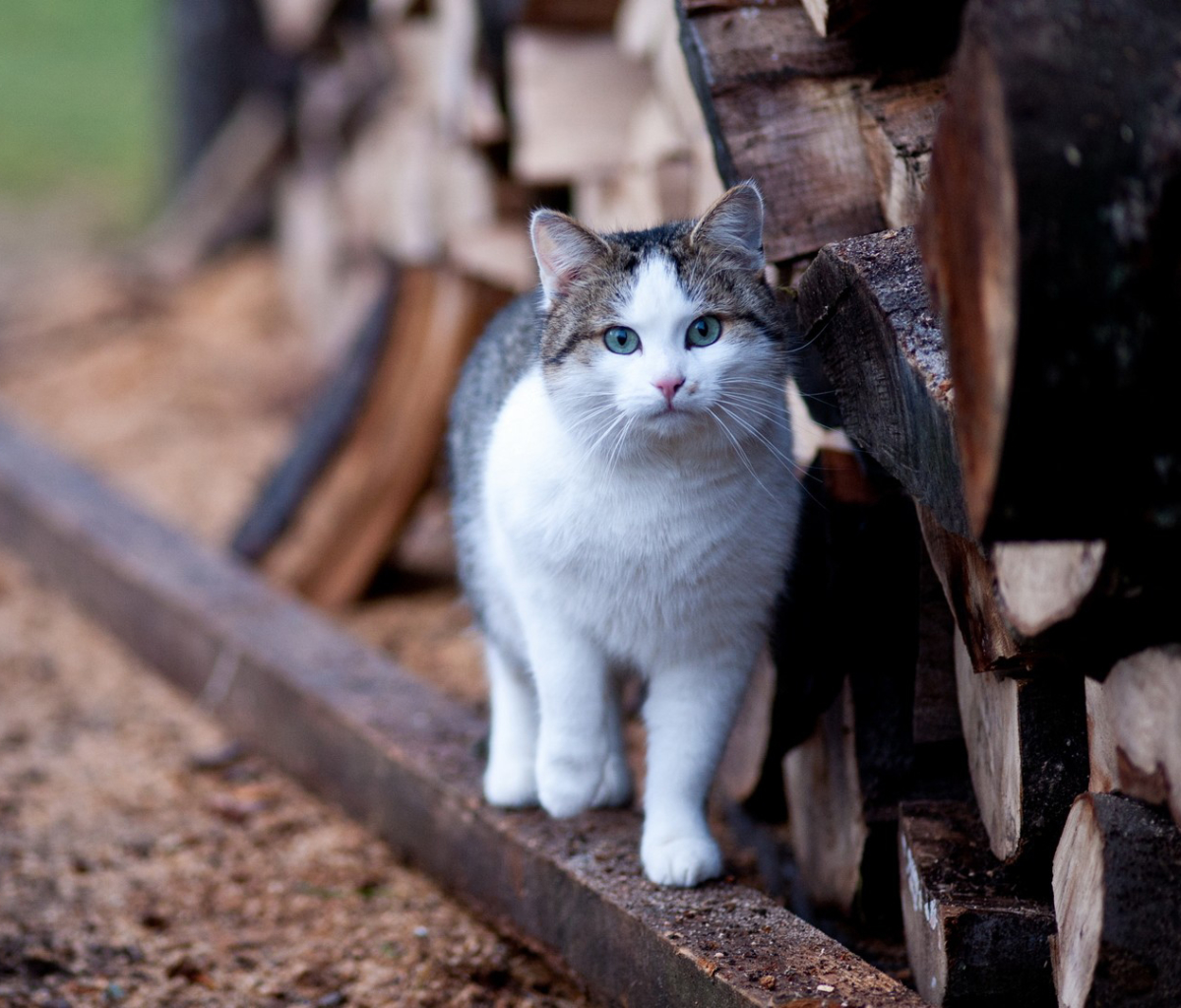 Descarga gratuita de fondo de pantalla para móvil de Animales, Gatos, Gato.