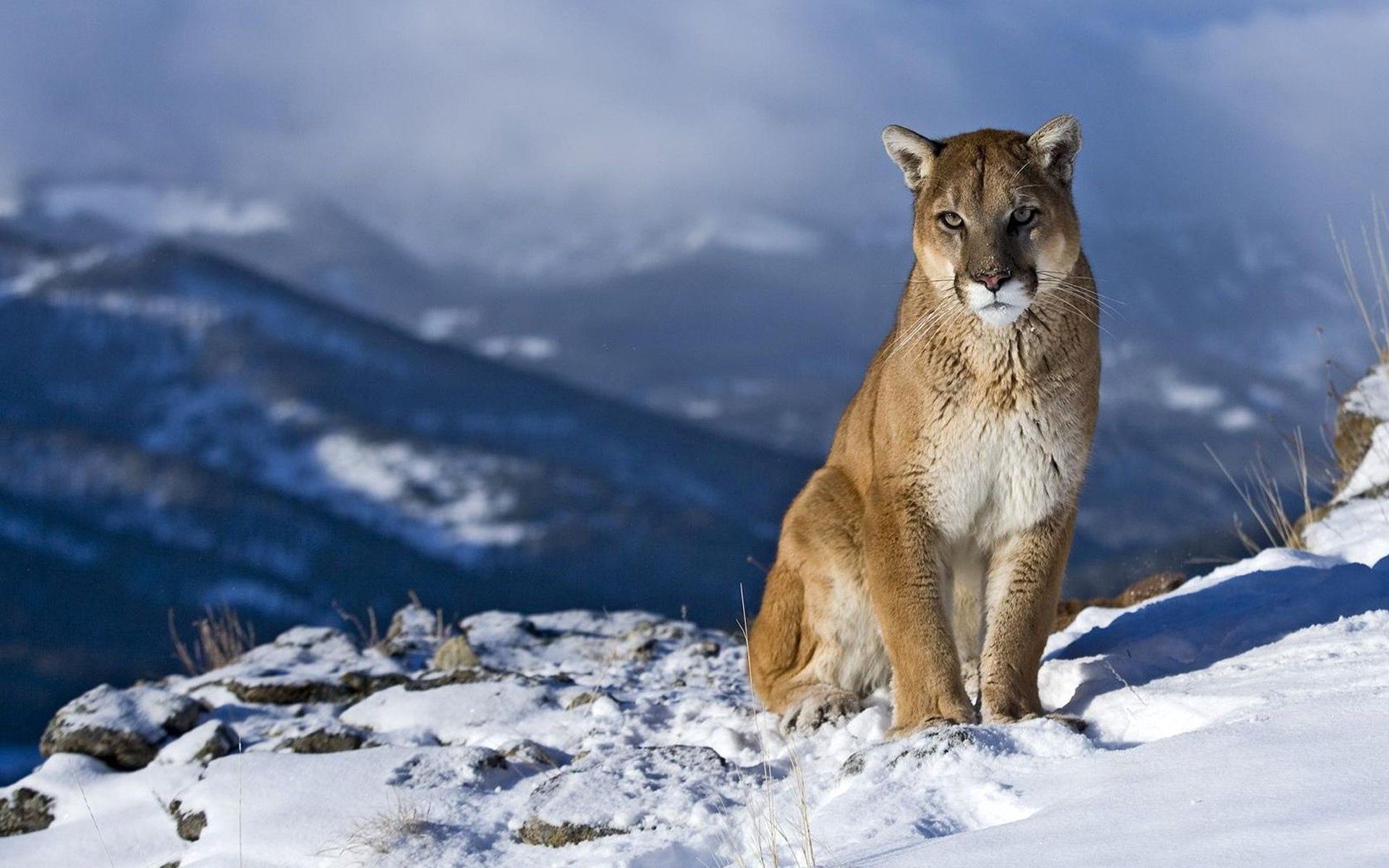 97101壁紙のダウンロード動物, 雪, ピューマ, 山, 座る, 綺麗な, 美しい-スクリーンセーバーと写真を無料で