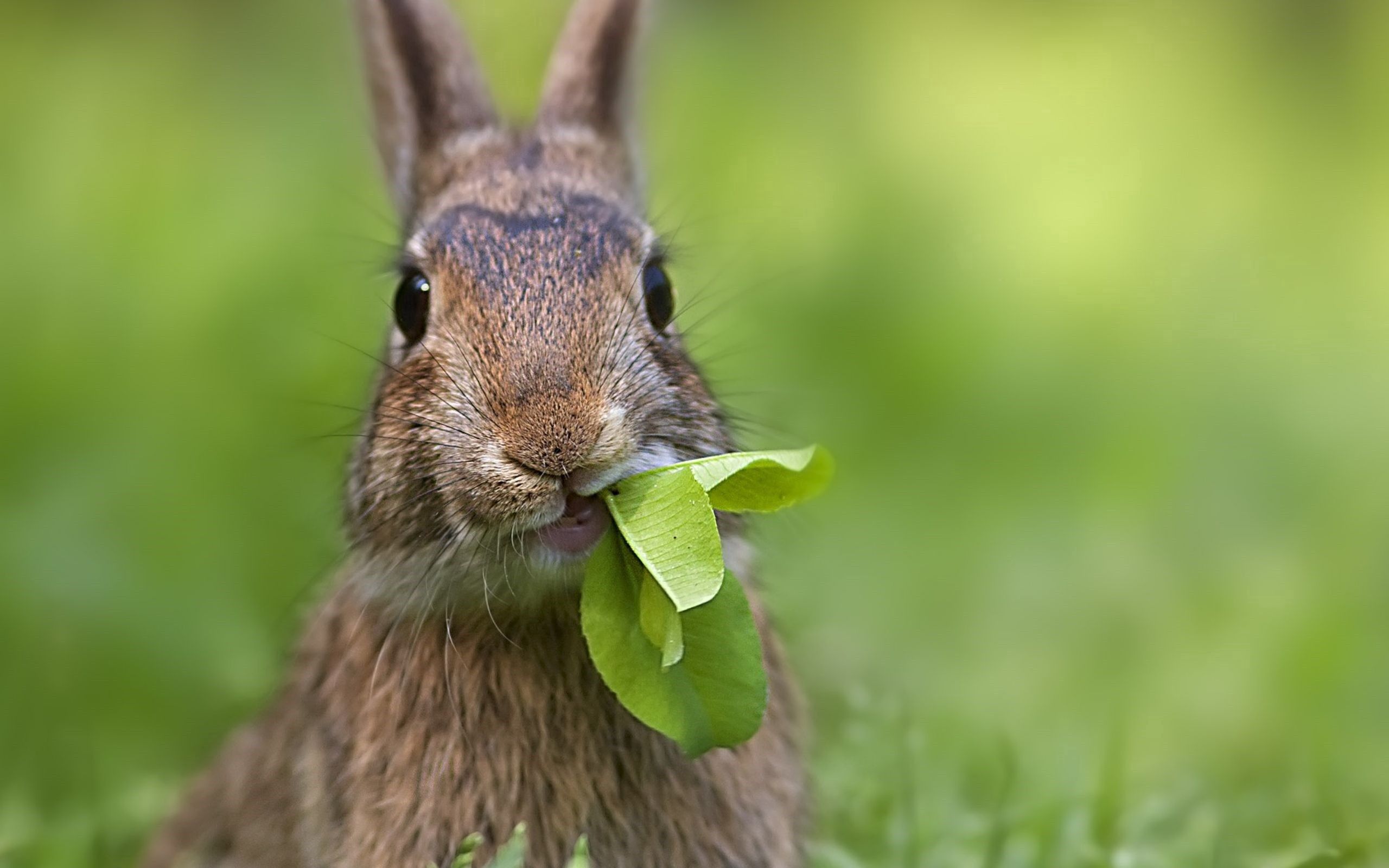 PCデスクトップに草, 葉, シート, 涼しい, 兎, 動物, ウサギ画像を無料でダウンロード