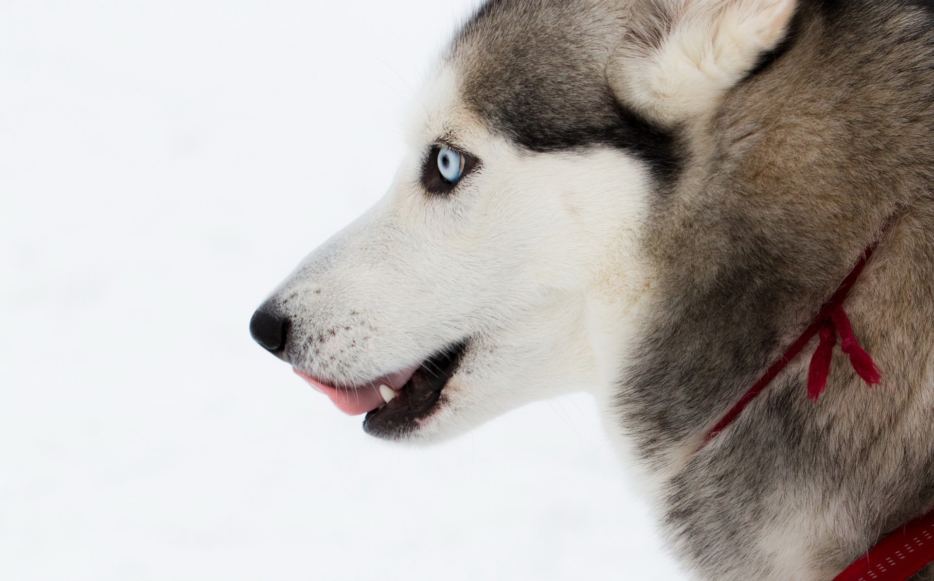 Free download wallpaper Dogs, Animal, Husky on your PC desktop