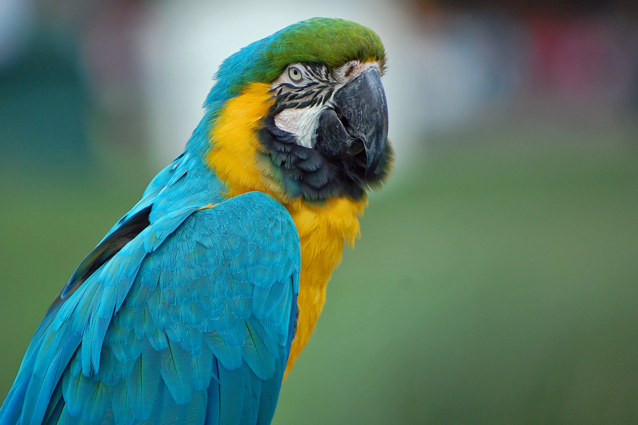 PCデスクトップに動物, 鳥, コンゴウインコ, 青と黄色のコンゴウインコ画像を無料でダウンロード