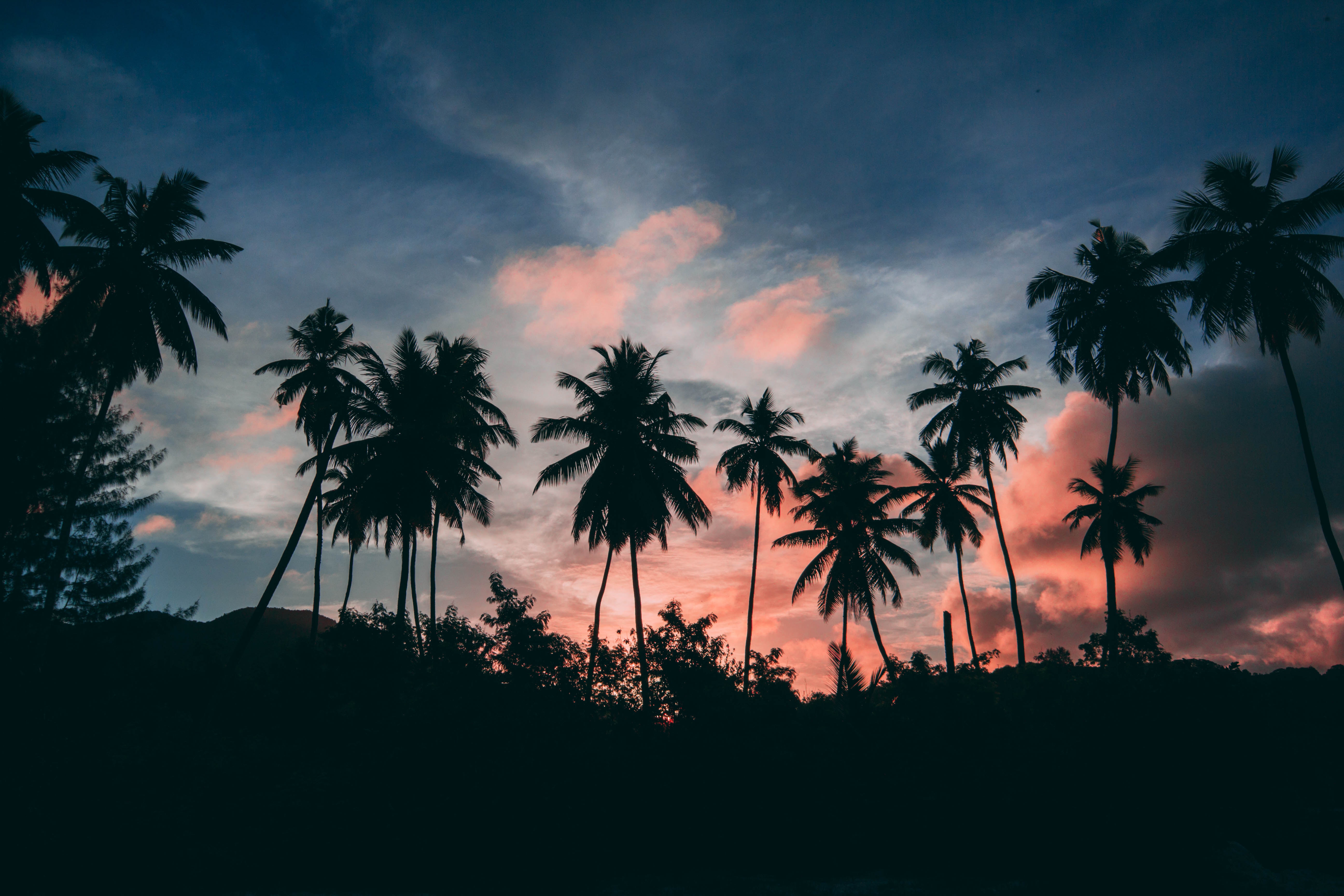 60579 descargar fondo de pantalla naturaleza, puesta del sol, cielo, nubes, palms, contornos, zona tropical, trópico: protectores de pantalla e imágenes gratis