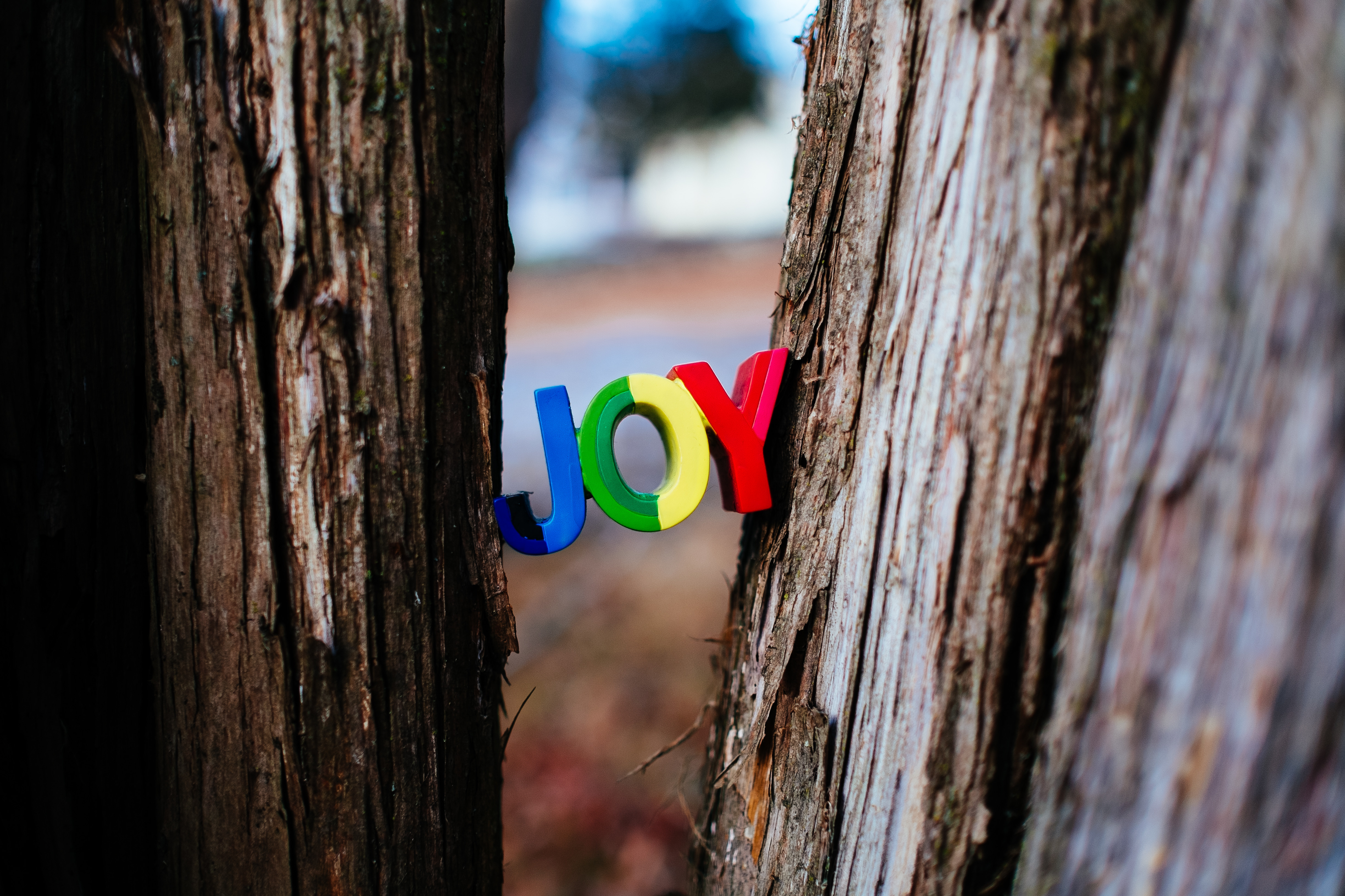 trees, words, inscription, joy