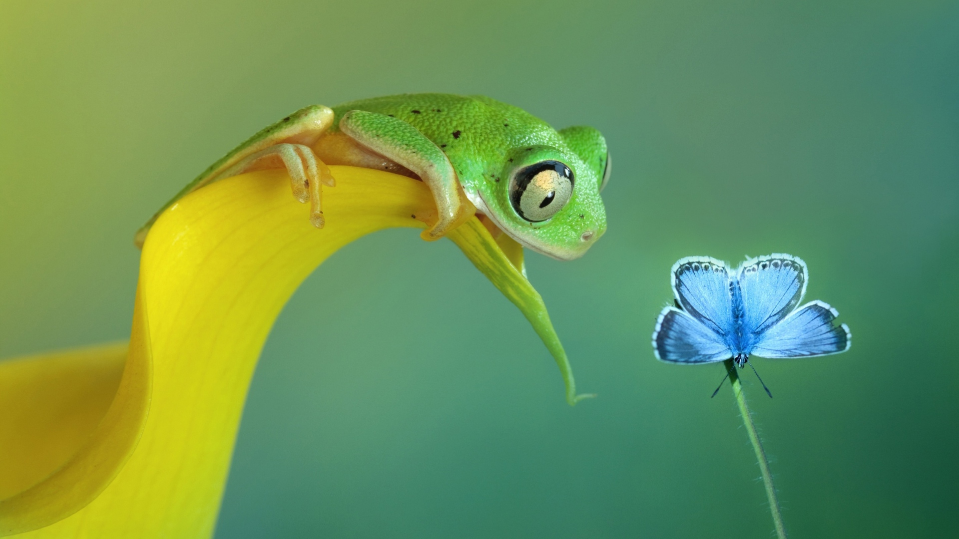 Free download wallpaper Frogs, Leaf, Butterfly, Animal, Frog on your PC desktop