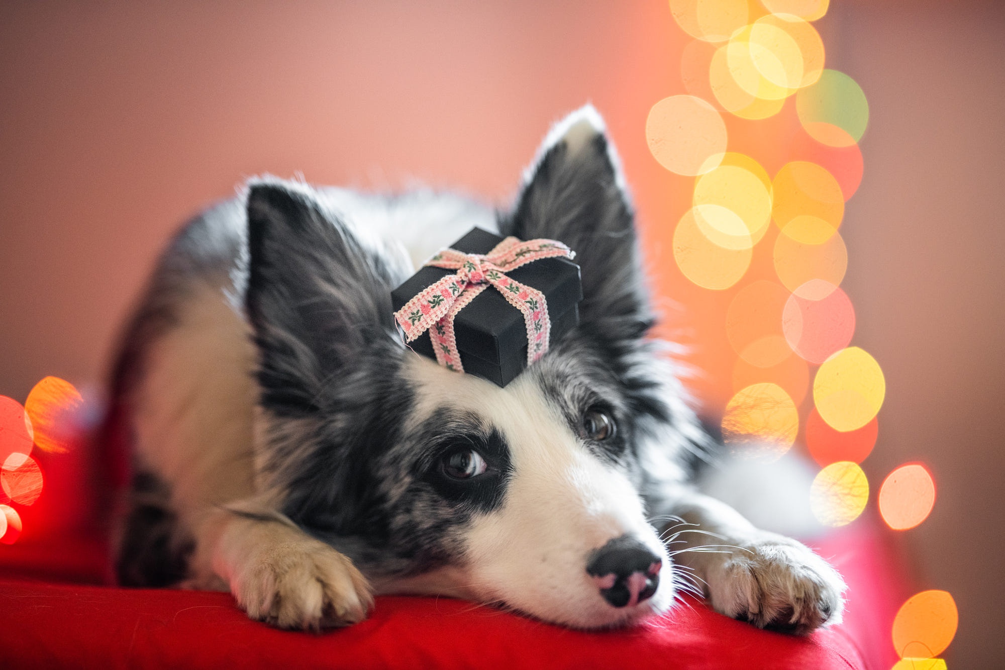 Laden Sie das Tiere, Hunde, Hund, Geschenk, Border Collie-Bild kostenlos auf Ihren PC-Desktop herunter