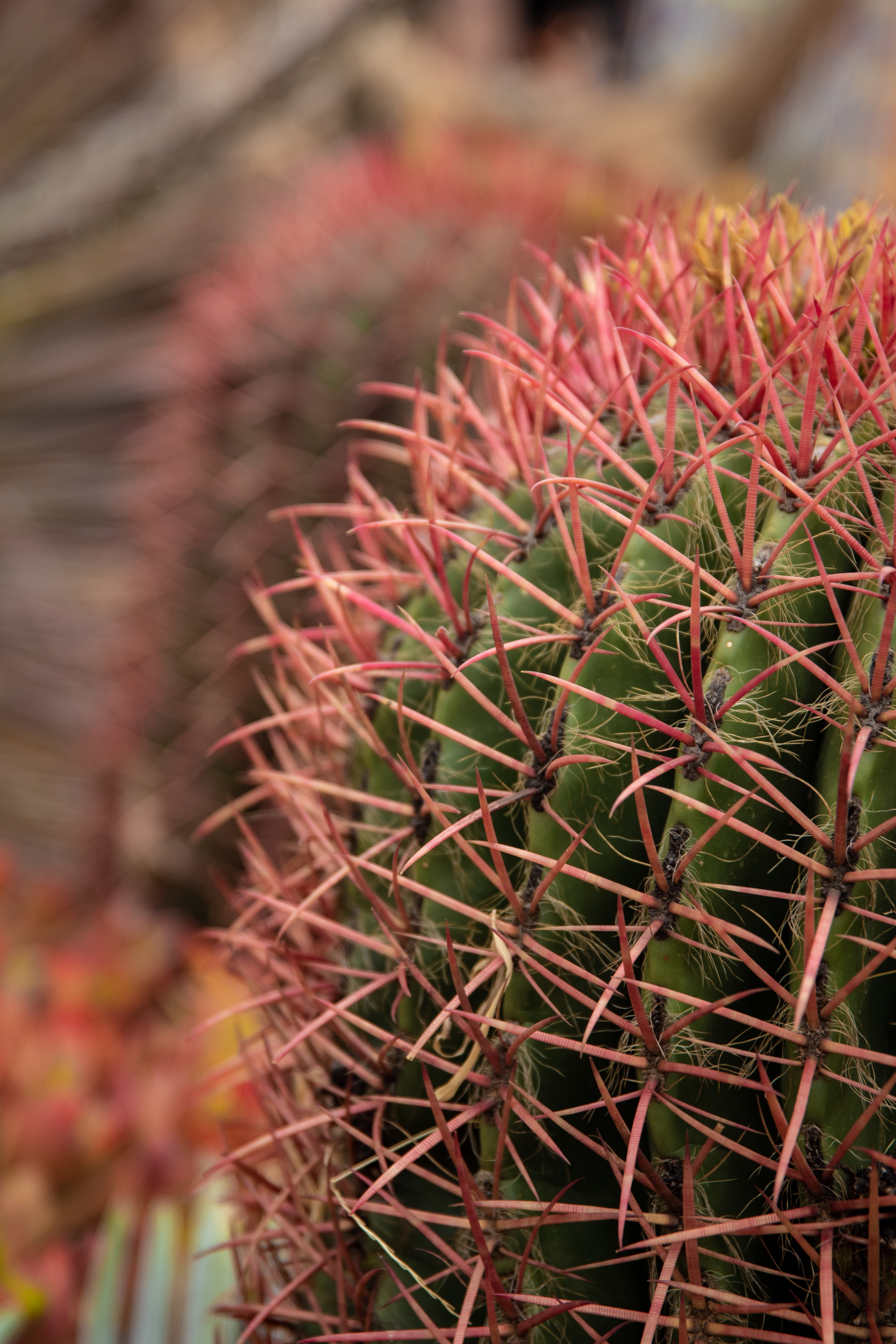 needle, plant, macro, cactus, thorns, prickles