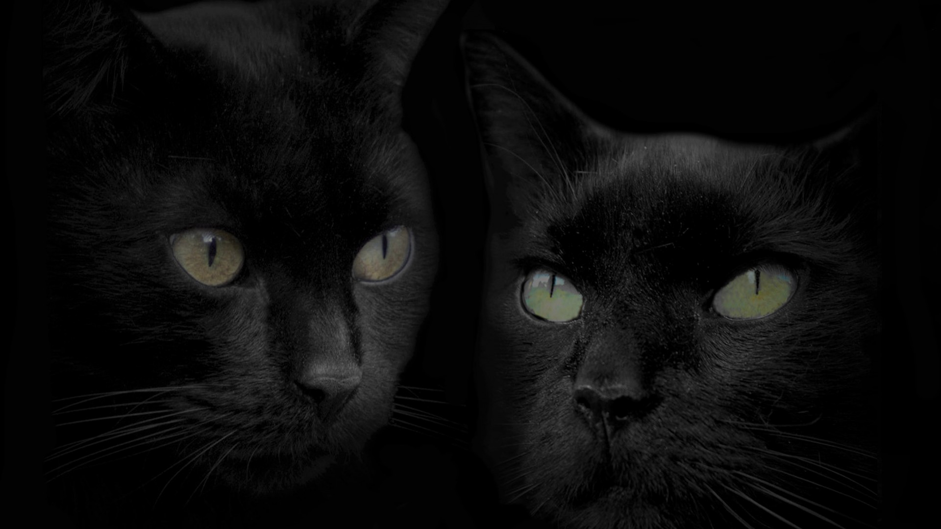 Скачать картинку Животные, Кошка, Чёрный, Кошки, Зеленые Глаза в телефон бесплатно.