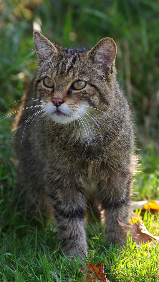 無料モバイル壁紙動物, ネコ, 猫をダウンロードします。