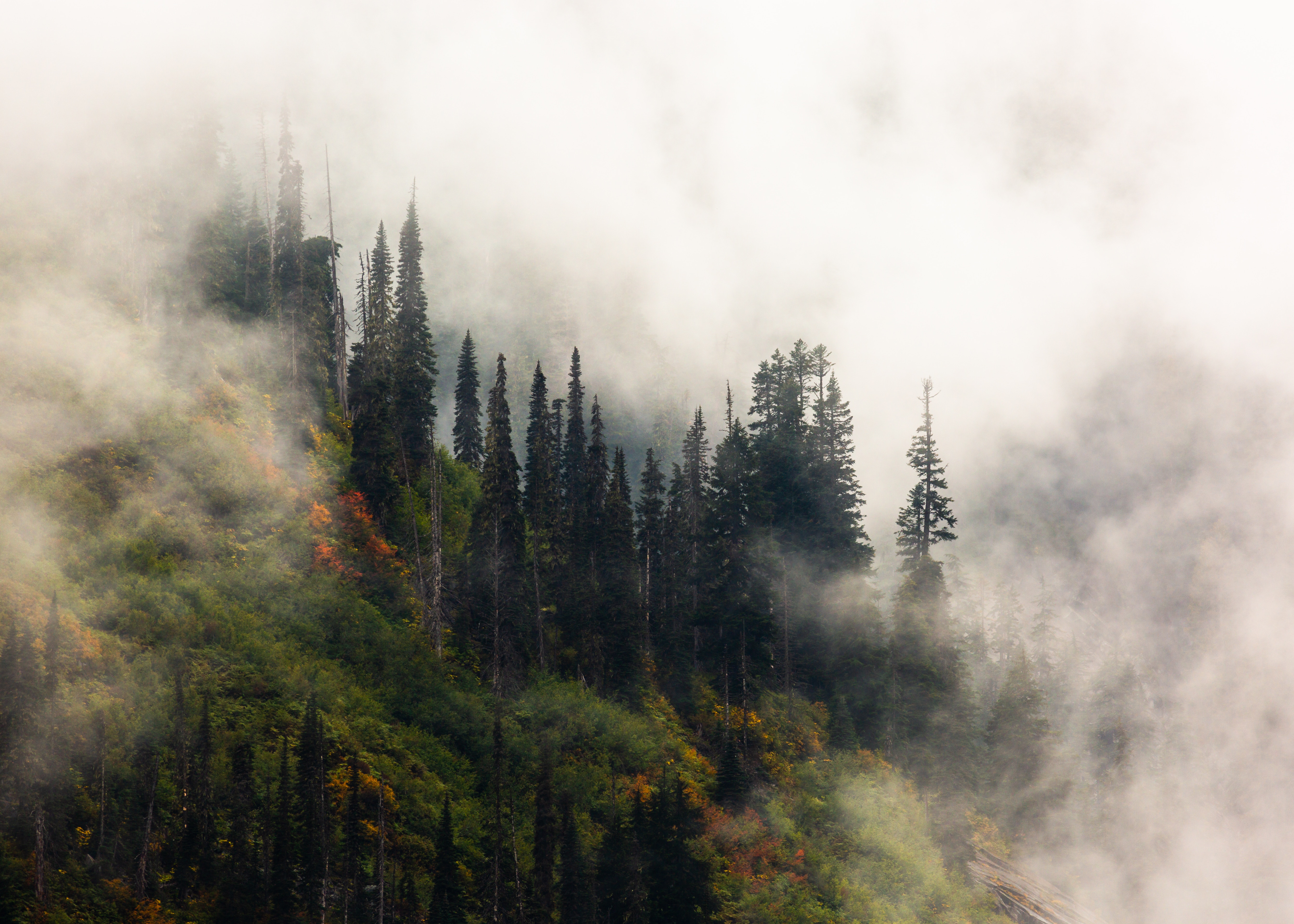 Скачать обои бесплатно Возвышенность, Туман, Деревья, Природа, Лес картинка на рабочий стол ПК