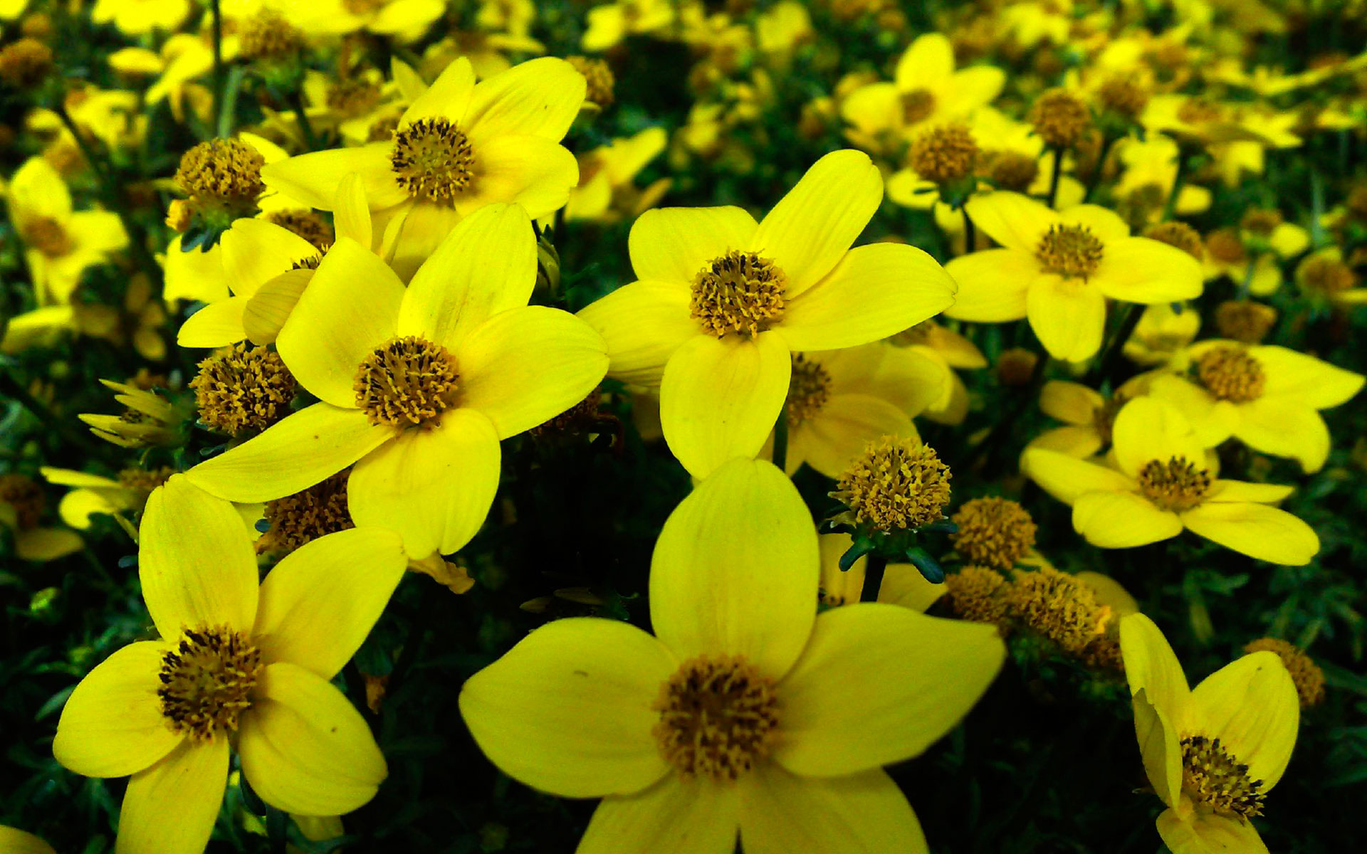 Baixe gratuitamente a imagem Flores, Flor, Terra/natureza na área de trabalho do seu PC