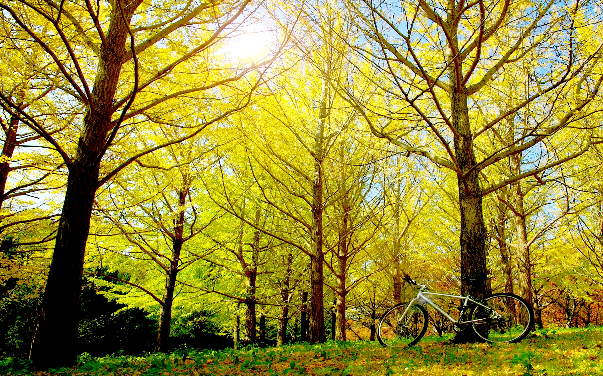 Handy-Wallpaper Fahrrad, Fahrzeuge kostenlos herunterladen.