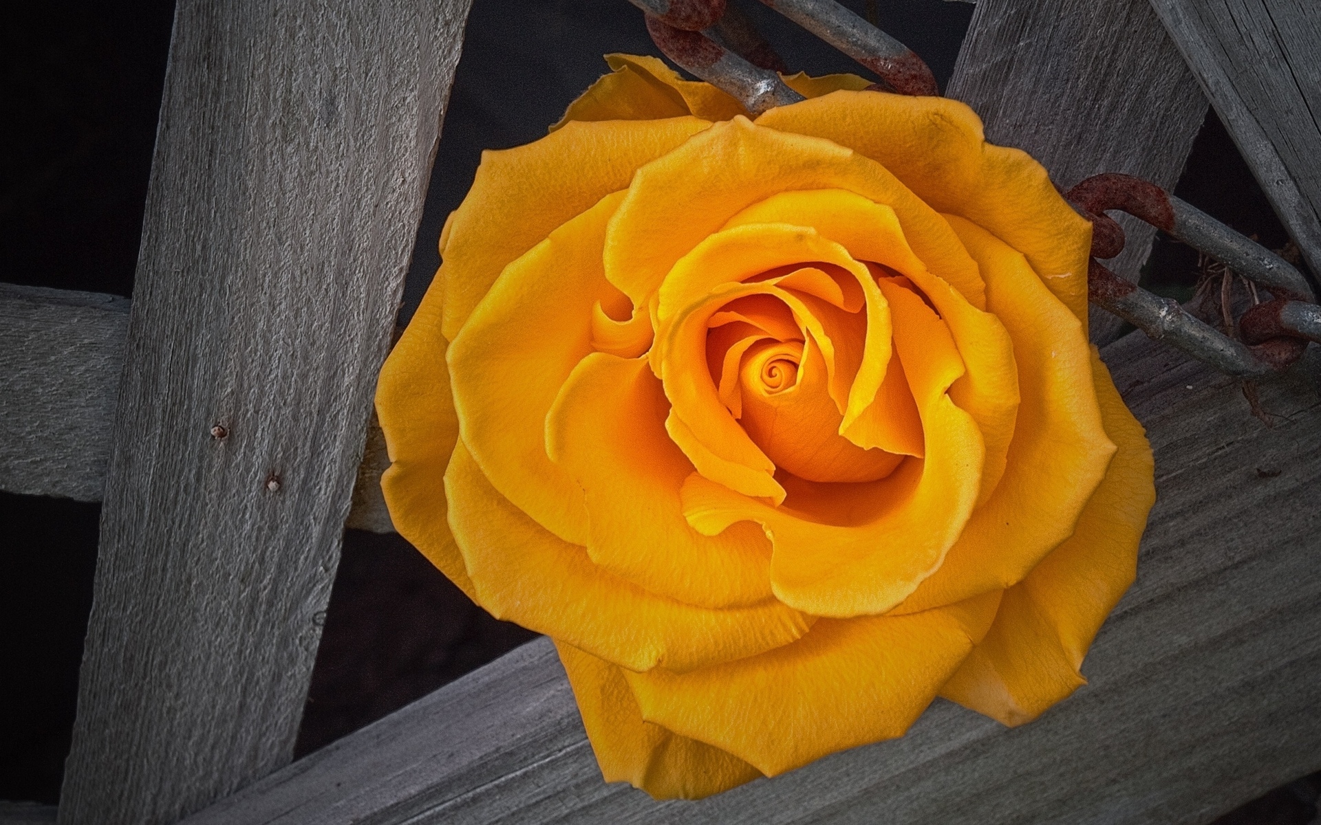 279311 Bildschirmschoner und Hintergrundbilder Blumen auf Ihrem Telefon. Laden Sie  Bilder kostenlos herunter