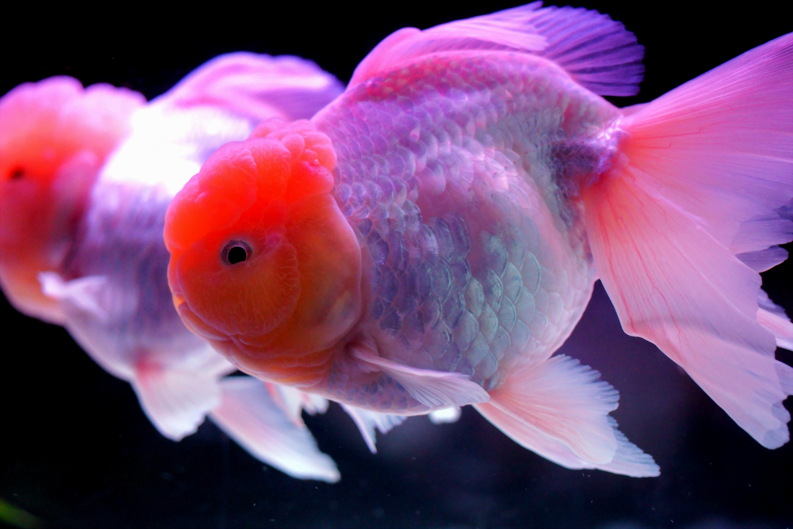 Free download wallpaper Animal, Fish, Goldfish on your PC desktop