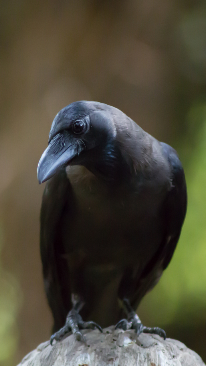 Download mobile wallpaper Bird, Animal, Crow, Depth Of Field for free.