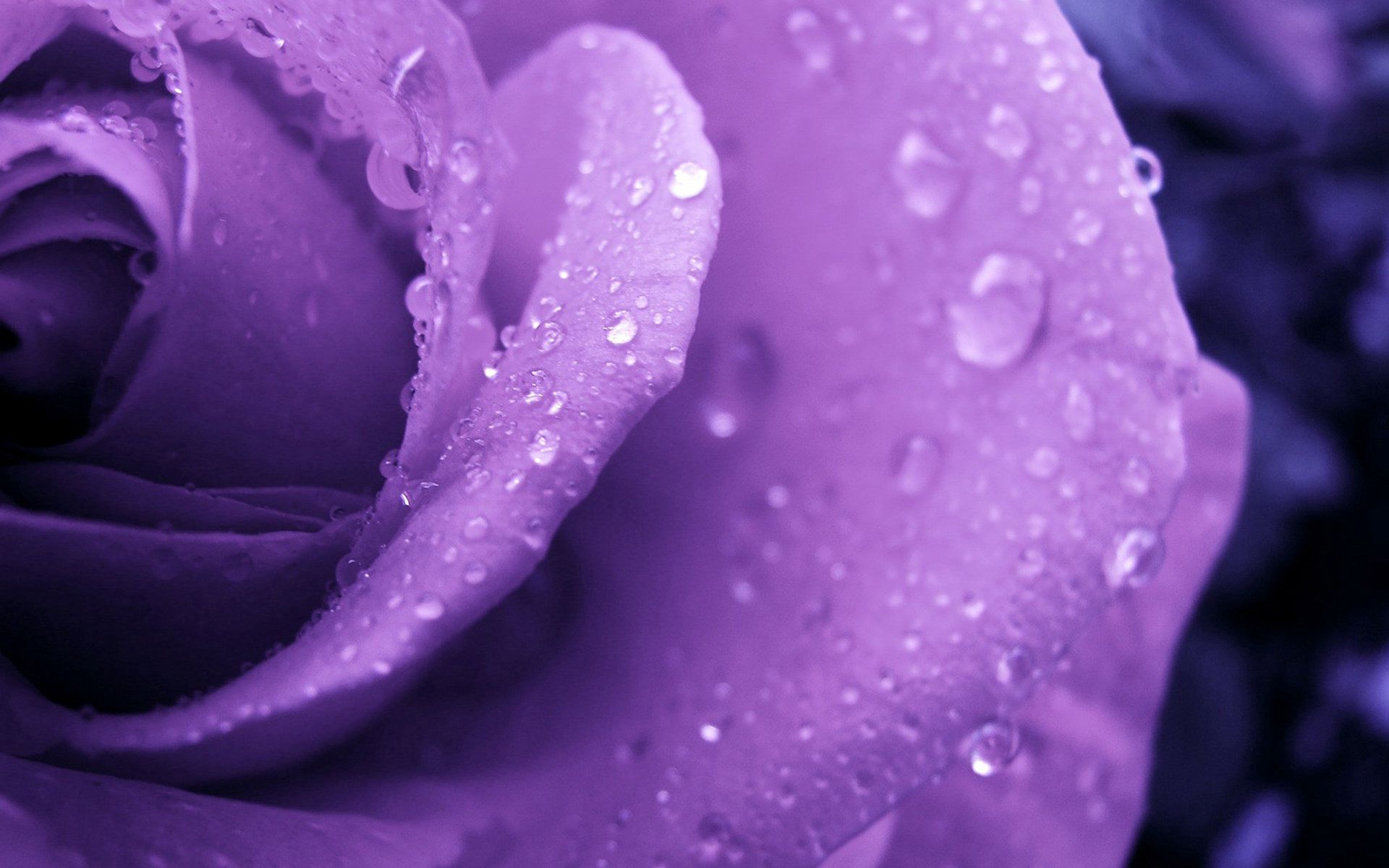 Free download wallpaper Macro, Dew, Rose, Lilac, Drops, Rose Flower on your PC desktop