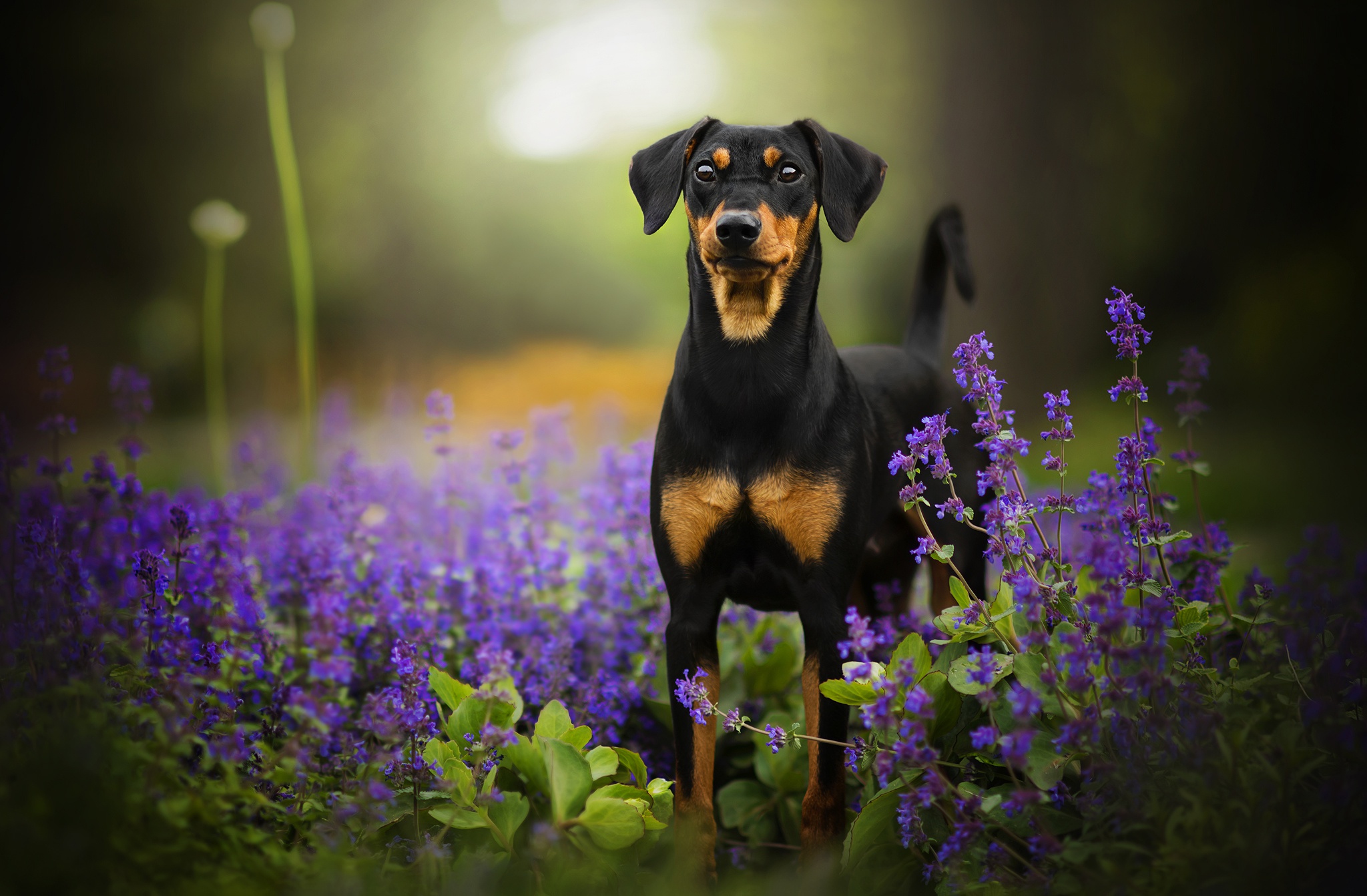 Download mobile wallpaper Dogs, Flower, Dog, Animal, Puppy, Baby Animal, Doberman Pinscher, Depth Of Field for free.