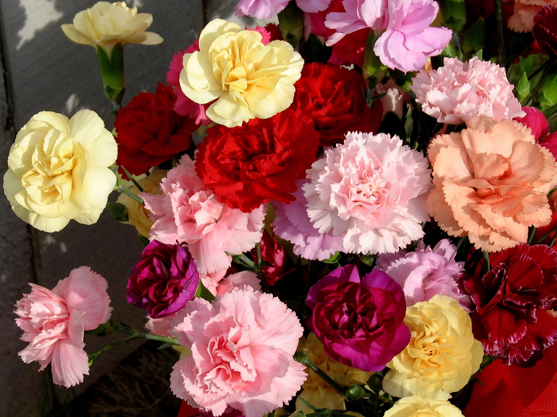 Téléchargez gratuitement l'image Fleurs, Fleur, Couleurs, Coloré, Œillet, Terre/nature sur le bureau de votre PC