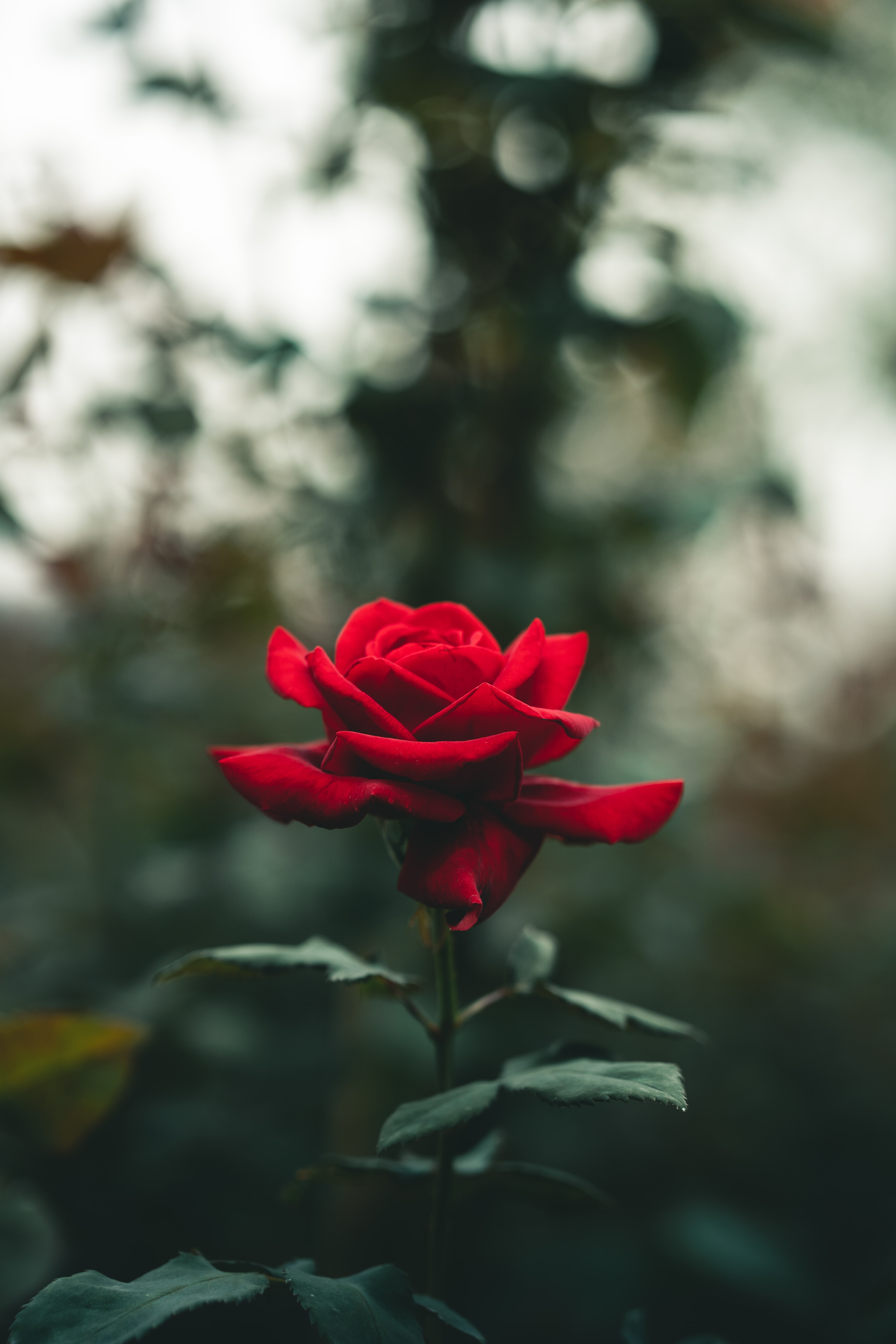 rose flower, blur, flowers, red, flower, rose, petals HD wallpaper