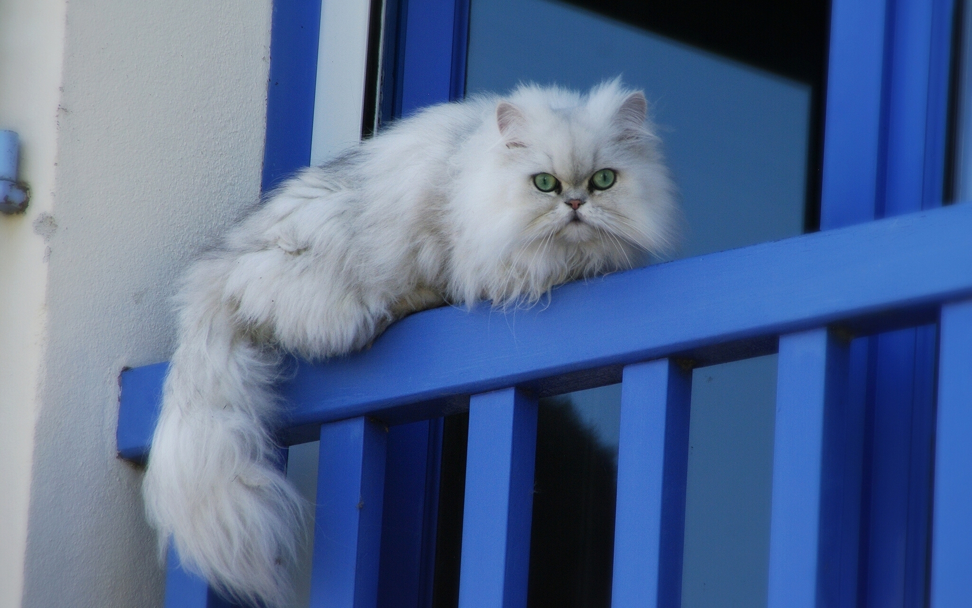 Laden Sie das Tiere, Katzen, Katze, Flauschige, Persische Katze-Bild kostenlos auf Ihren PC-Desktop herunter