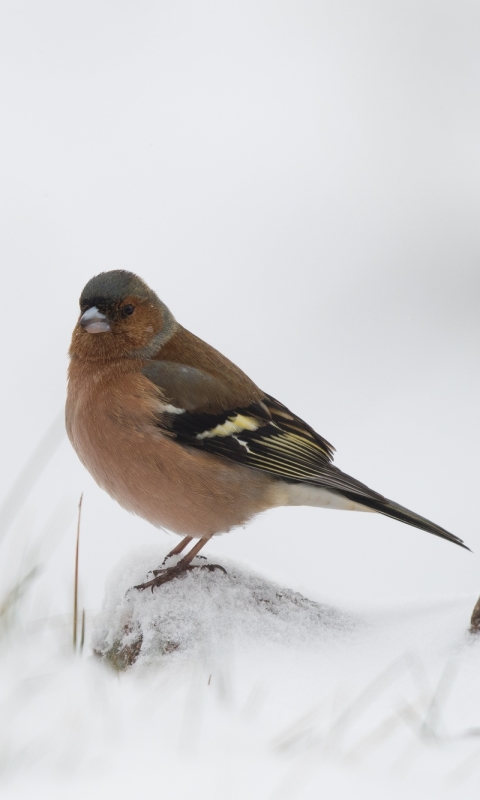 Download mobile wallpaper Winter, Birds, Snow, Bird, Animal, Finch for free.