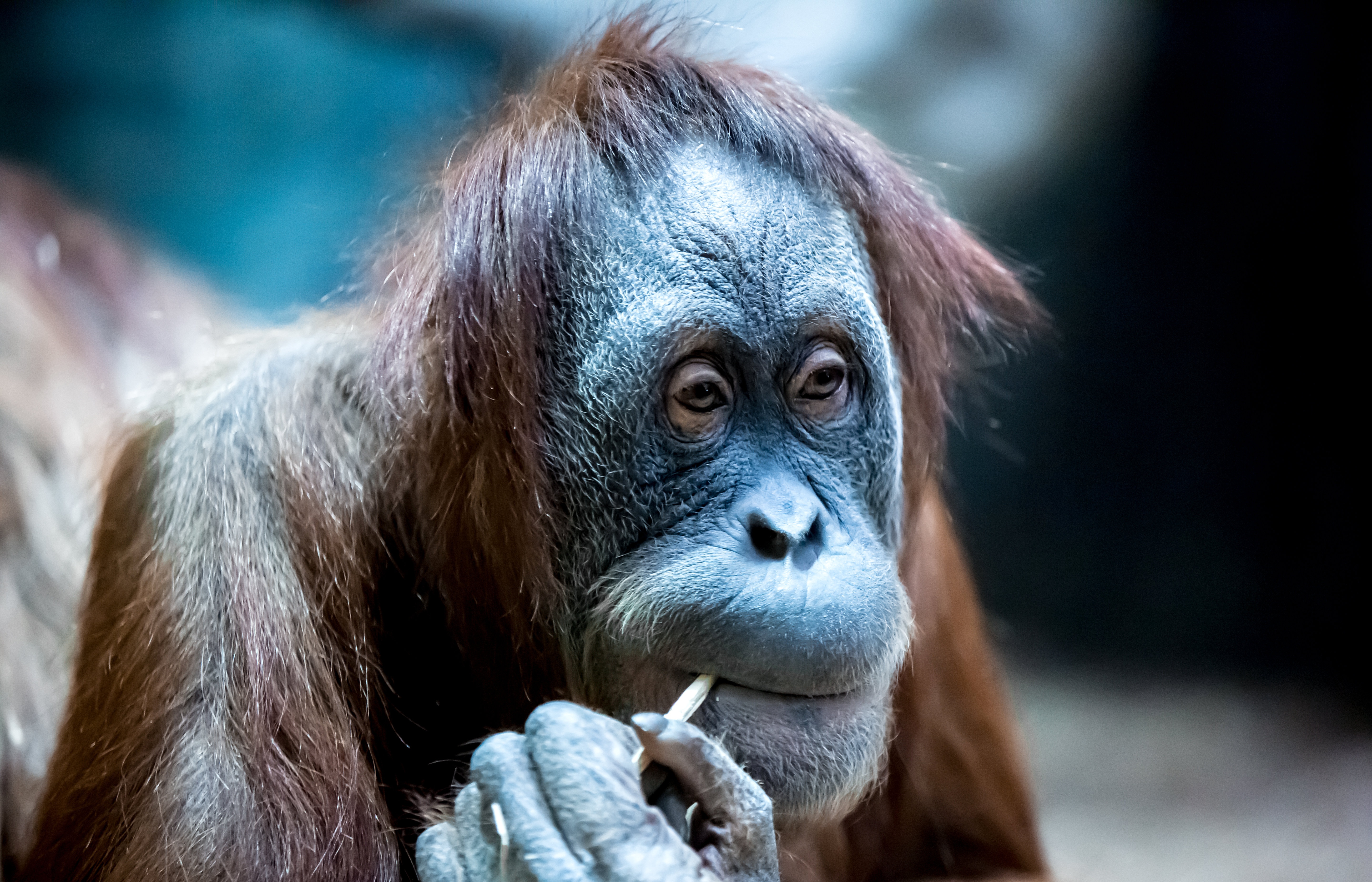 Baixar papel de parede para celular de Animais, Macacos, Macaco, Primata, Orangotango gratuito.