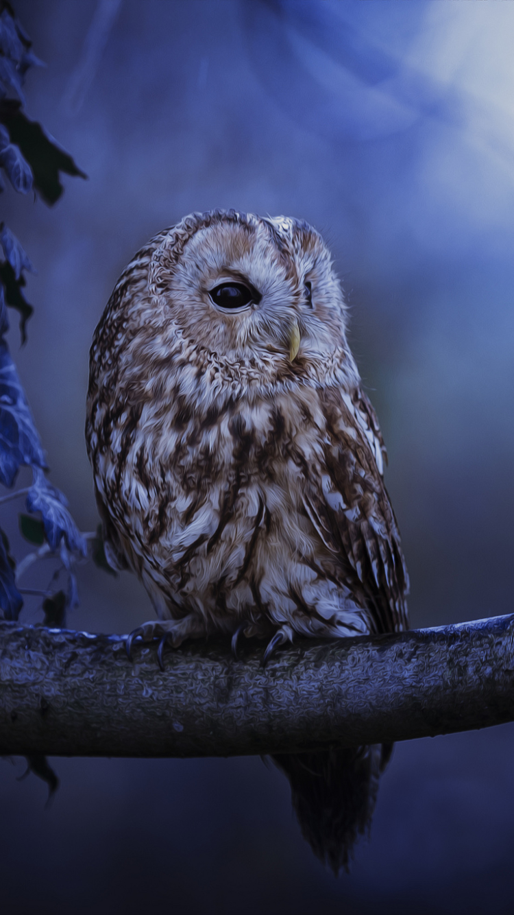 Download mobile wallpaper Birds, Night, Owl, Branch, Animal, Tawny Owl, Moonlight for free.