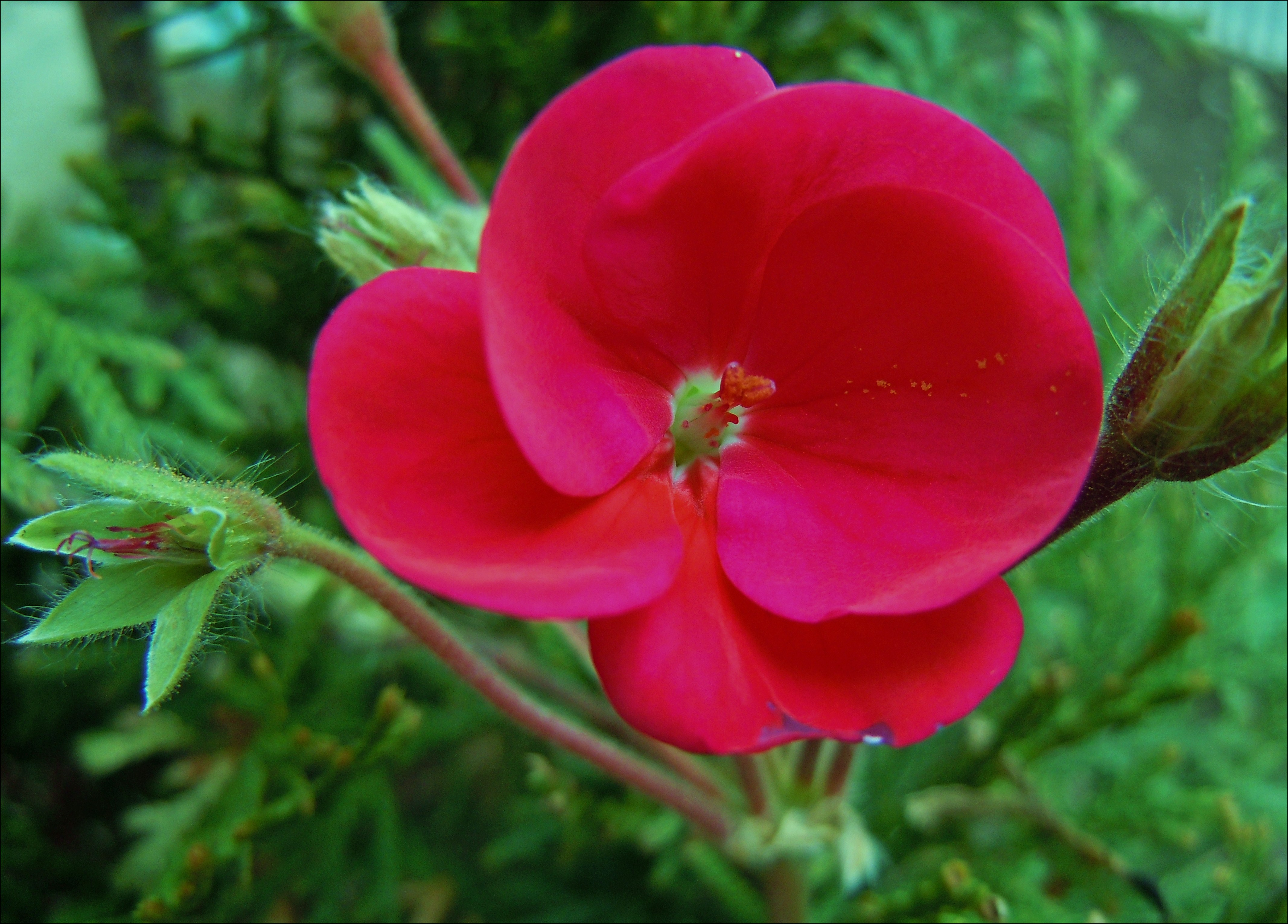 317771 Bildschirmschoner und Hintergrundbilder Blumen auf Ihrem Telefon. Laden Sie  Bilder kostenlos herunter