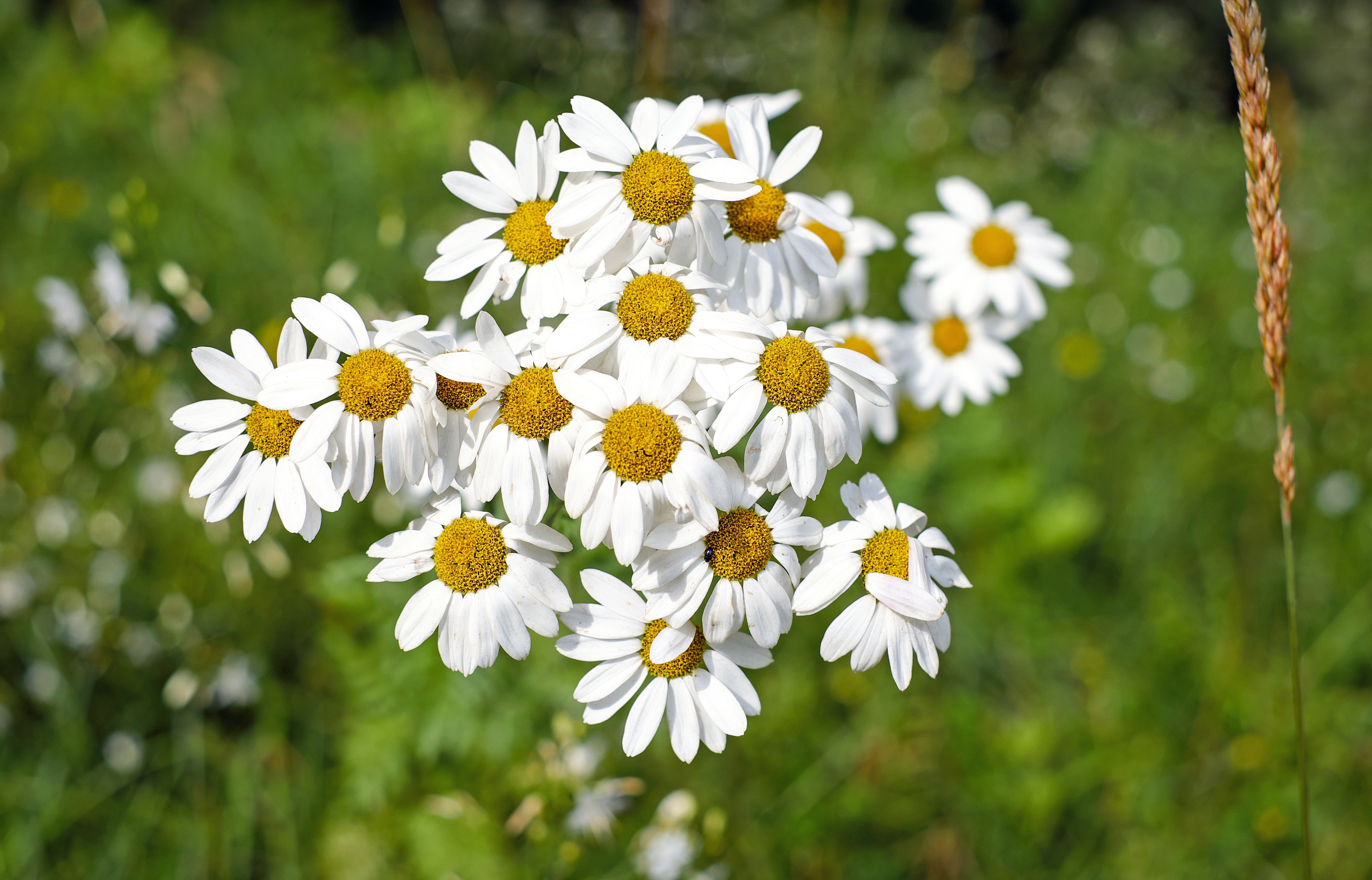 flower, earth, daisy, chamomile, close up, nature, summer, wildflower, flowers