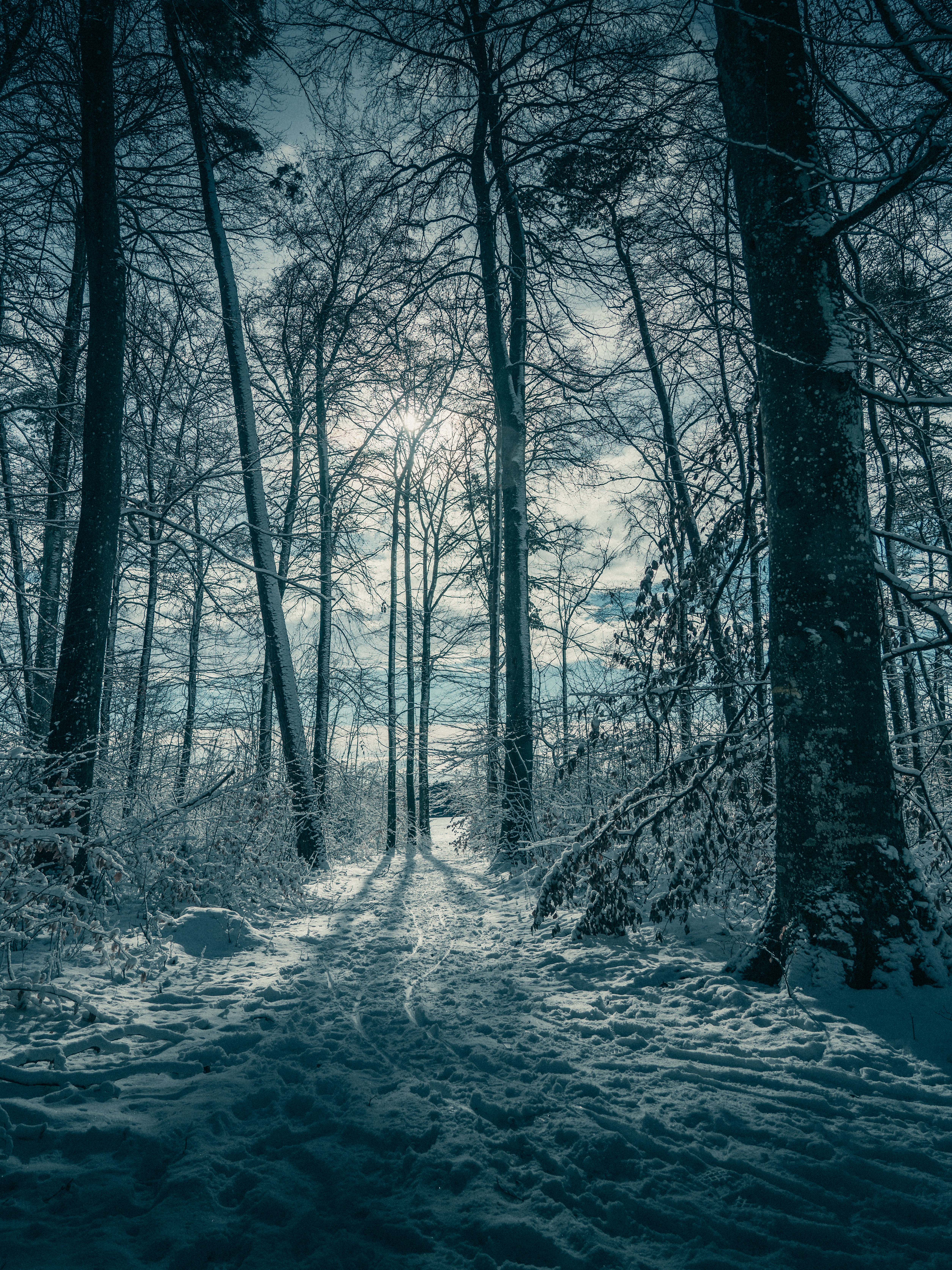 Download mobile wallpaper Snow, Trees, Winter, Nature for free.