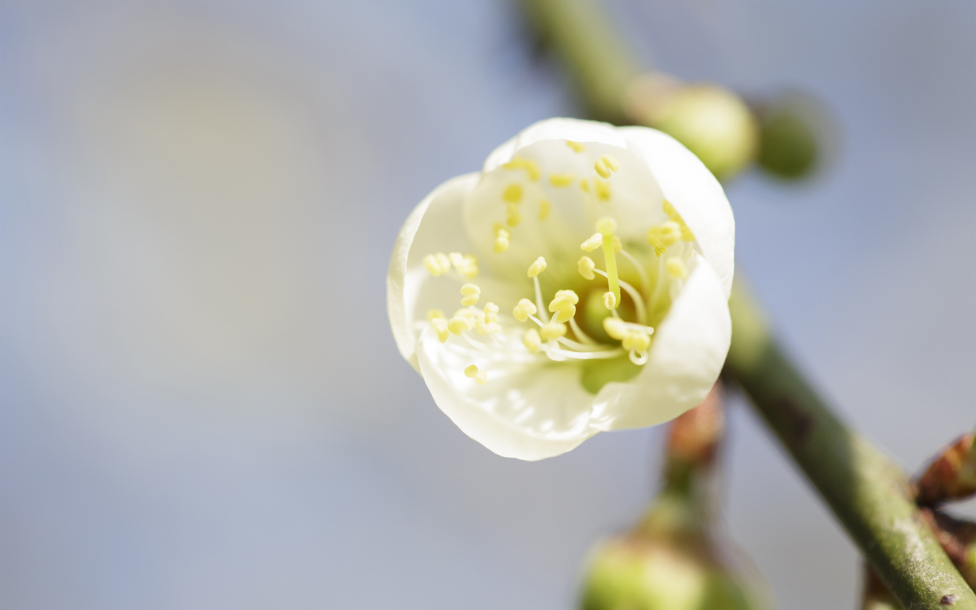 Descarga gratuita de fondo de pantalla para móvil de Flores, Florecer, Tierra/naturaleza.