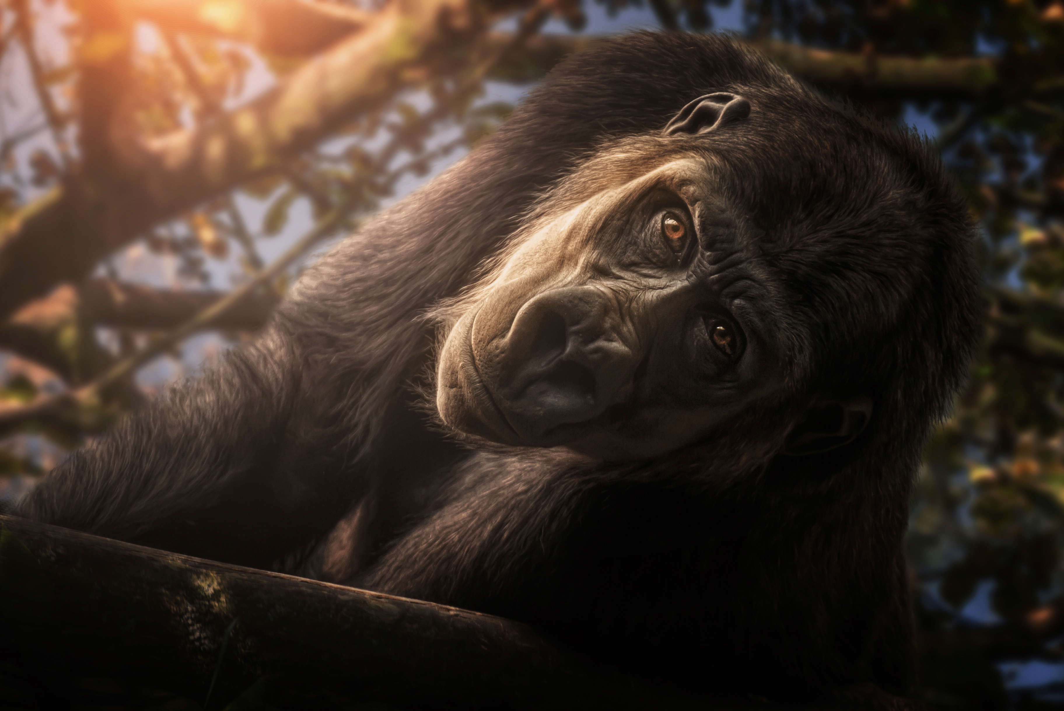 Download mobile wallpaper Monkeys, Gorilla, Animal for free.