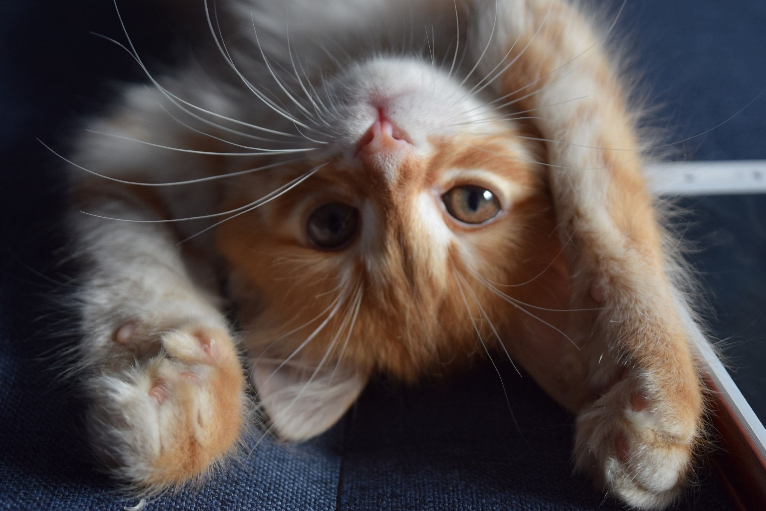 無料モバイル壁紙動物, ネコ, 猫, 子猫, 赤ちゃん動物をダウンロードします。