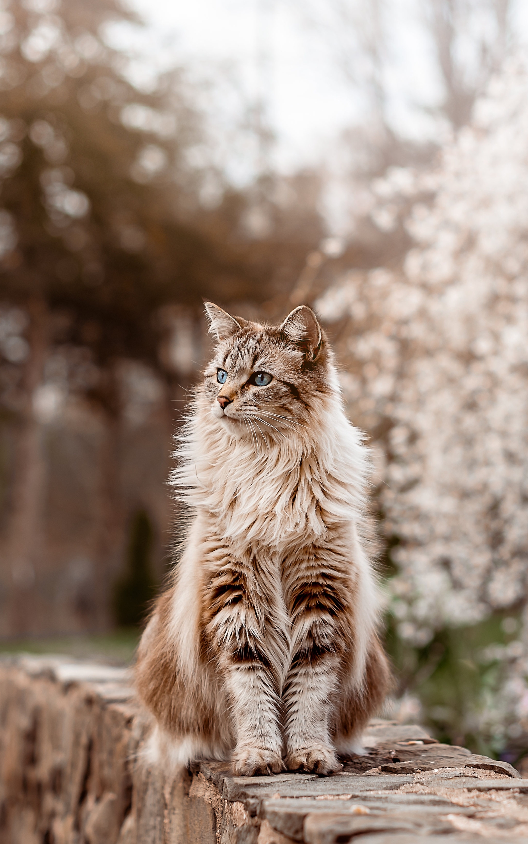 Download mobile wallpaper Cats, Cat, Animal for free.