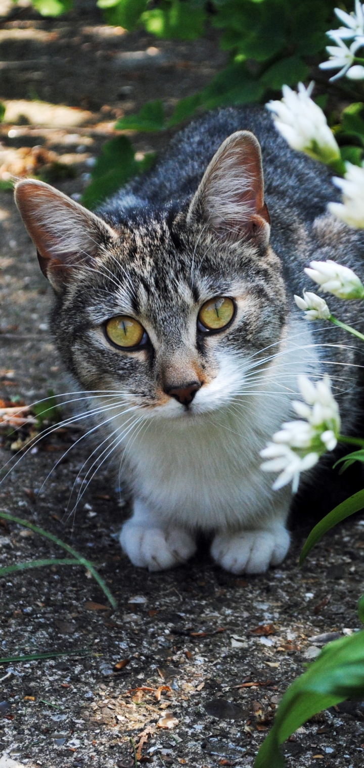 Handy-Wallpaper Tiere, Katzen, Blume, Katze, Starren kostenlos herunterladen.