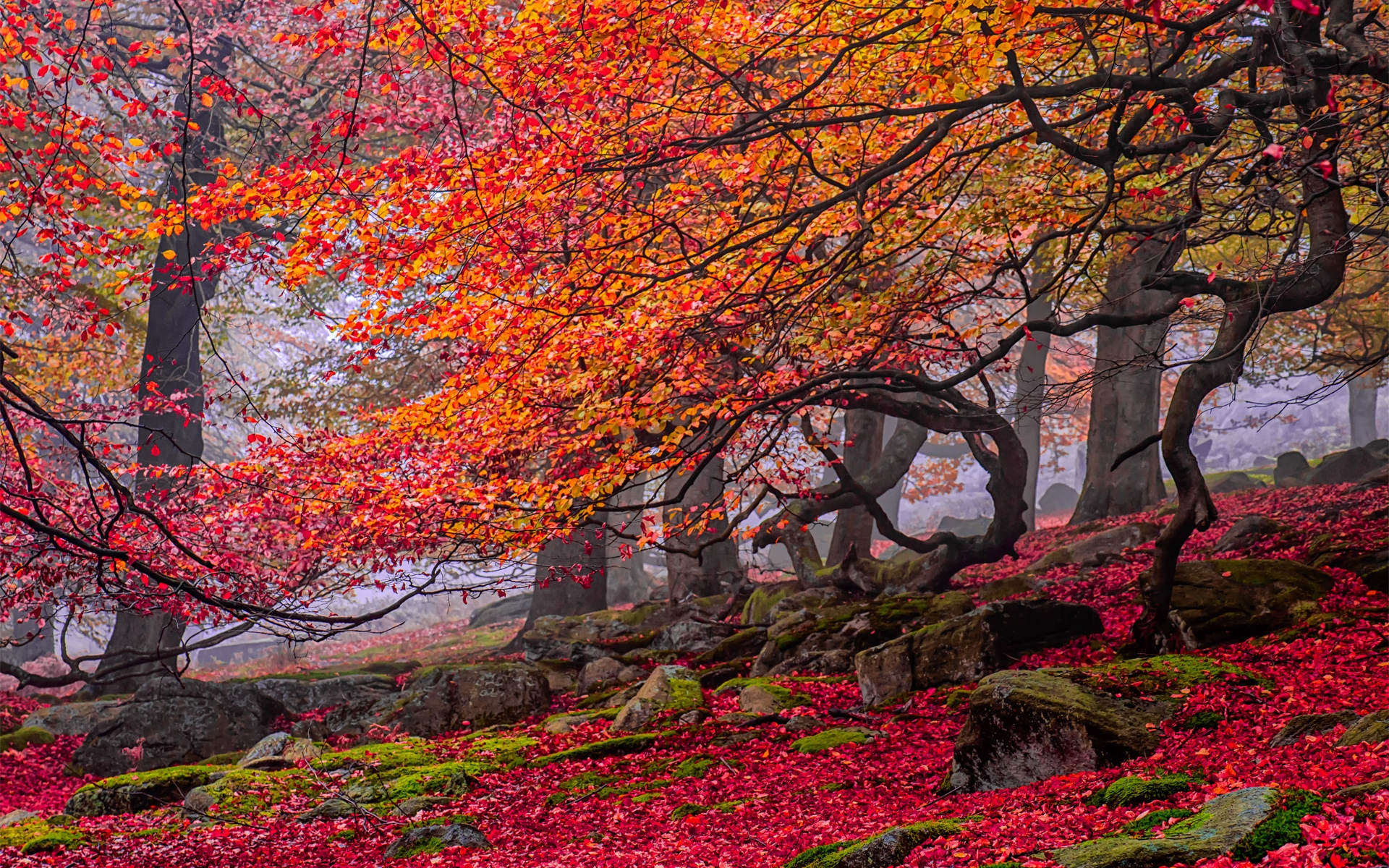 Скачать обои бесплатно Деревья, Осень, Дерево, Земля/природа картинка на рабочий стол ПК