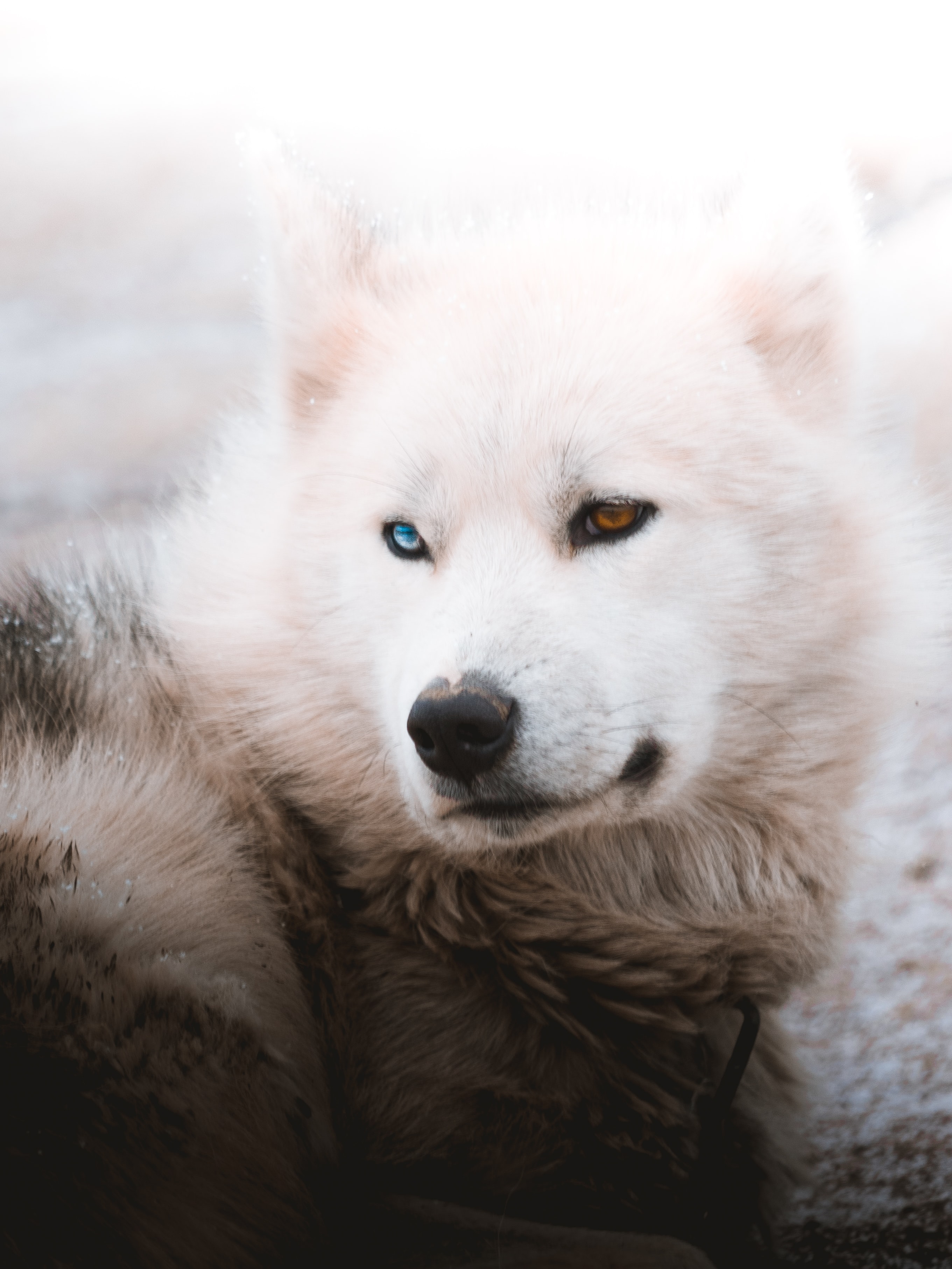 134255 descargar imagen animales, blanco, esponjoso, peludo, perro, mascota, fornido, ronco: fondos de pantalla y protectores de pantalla gratis