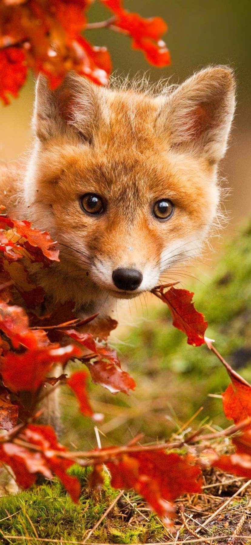 Download mobile wallpaper Fox, Fall, Animal, Cute, Baby Animal, Stare, Cub for free.