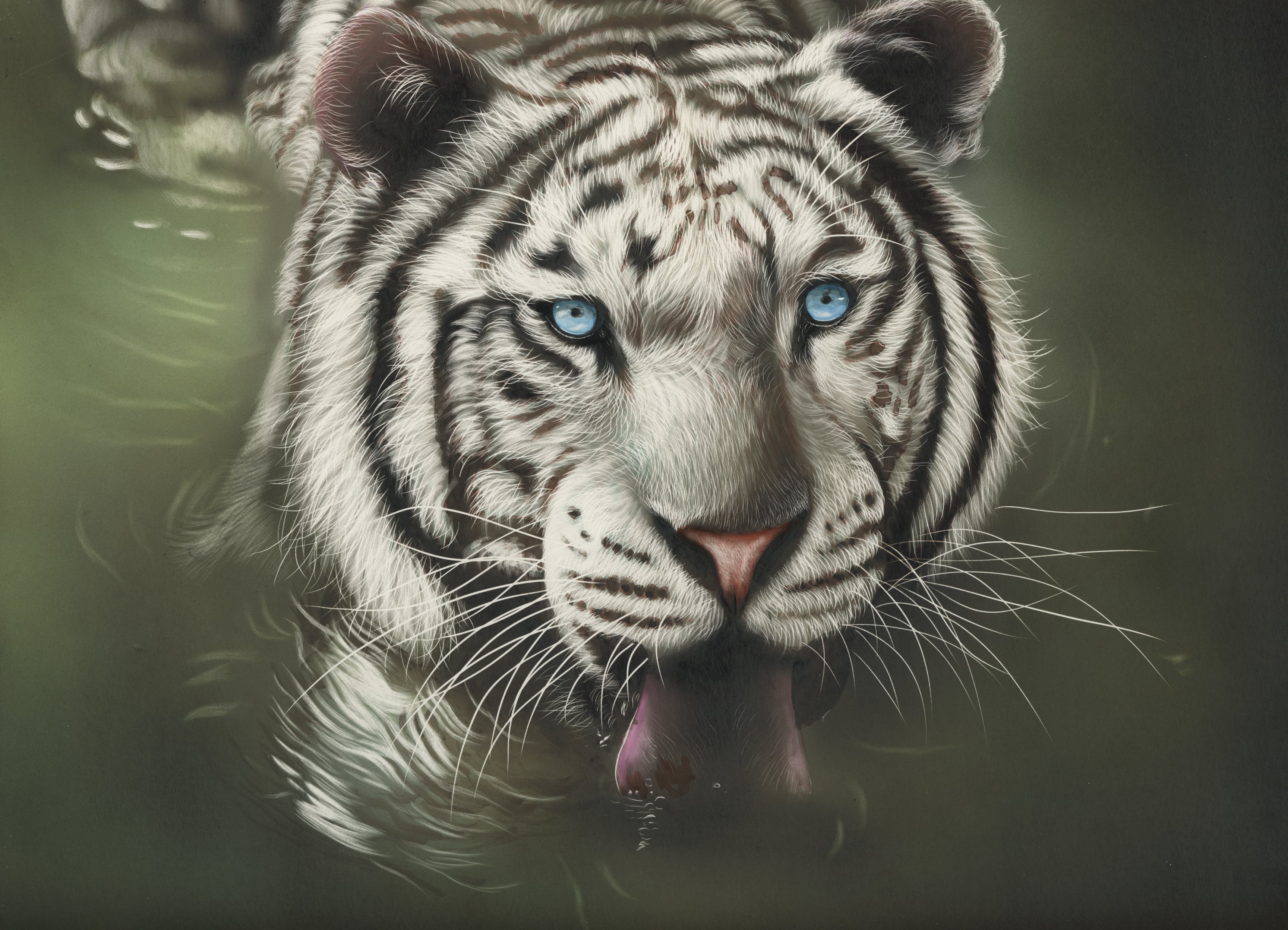 Download mobile wallpaper Cats, Water, Animal, White Tiger, Blue Eyes for free.