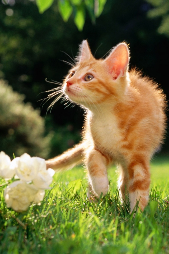 Download mobile wallpaper Cats, Grass, Flower, Cat, Animal for free.