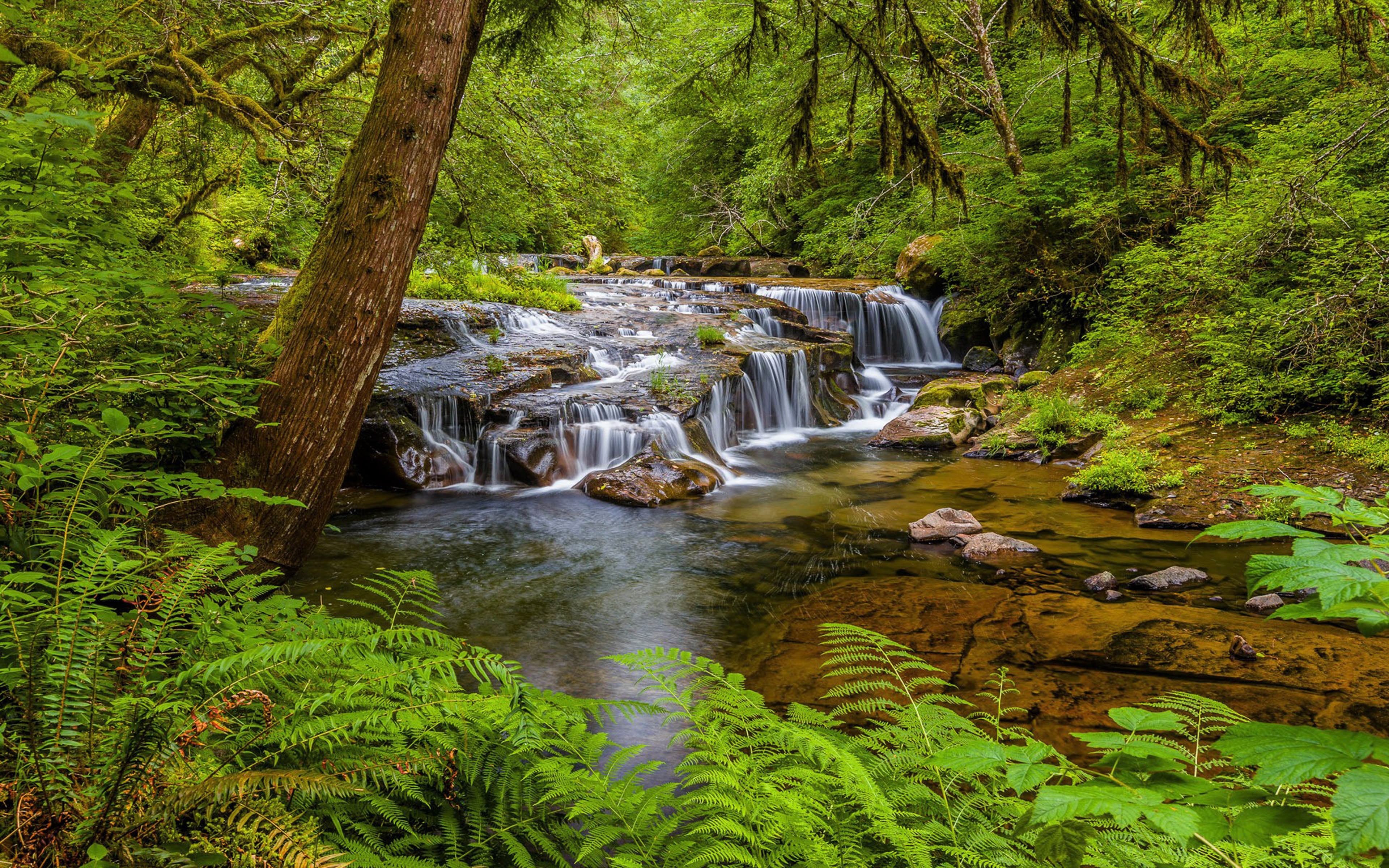 Скачать картинку Водопады, Водопад, Лес, Тропический, Земля/природа в телефон бесплатно.